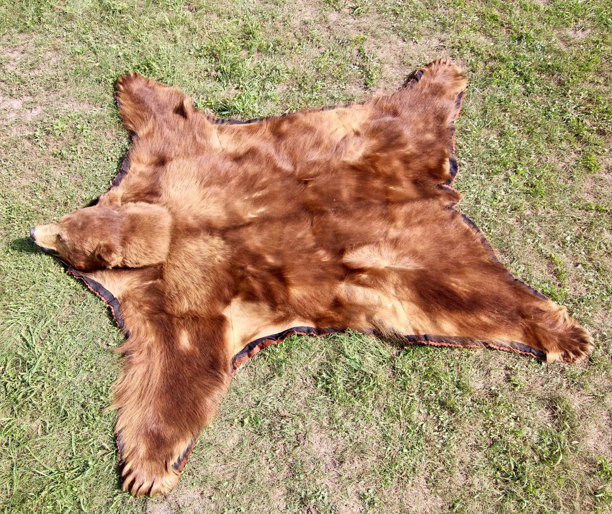 FHSP116 - Taxidermy black Bear brown phase Full Head and Hide Mount