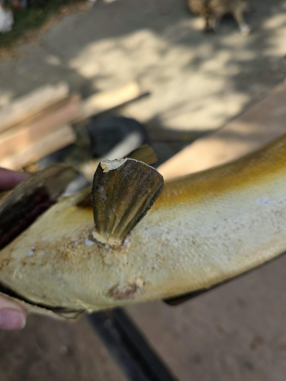 Comb101 - Lifelike 19" Walleye Fish Taxidermy Mount