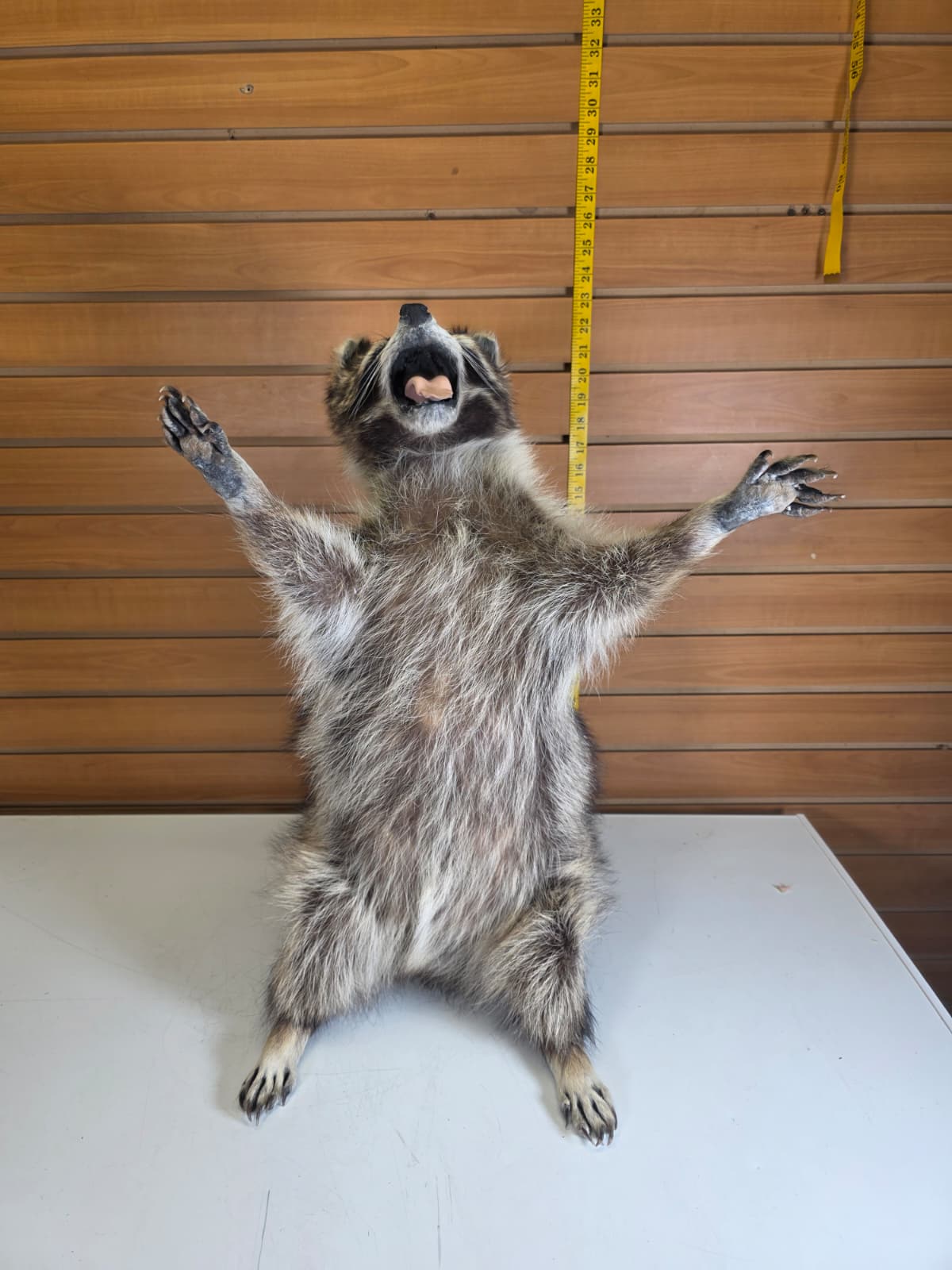Fhkmc2 - Jumbo Raccoon Taxidermy – 22” Lifelike Display