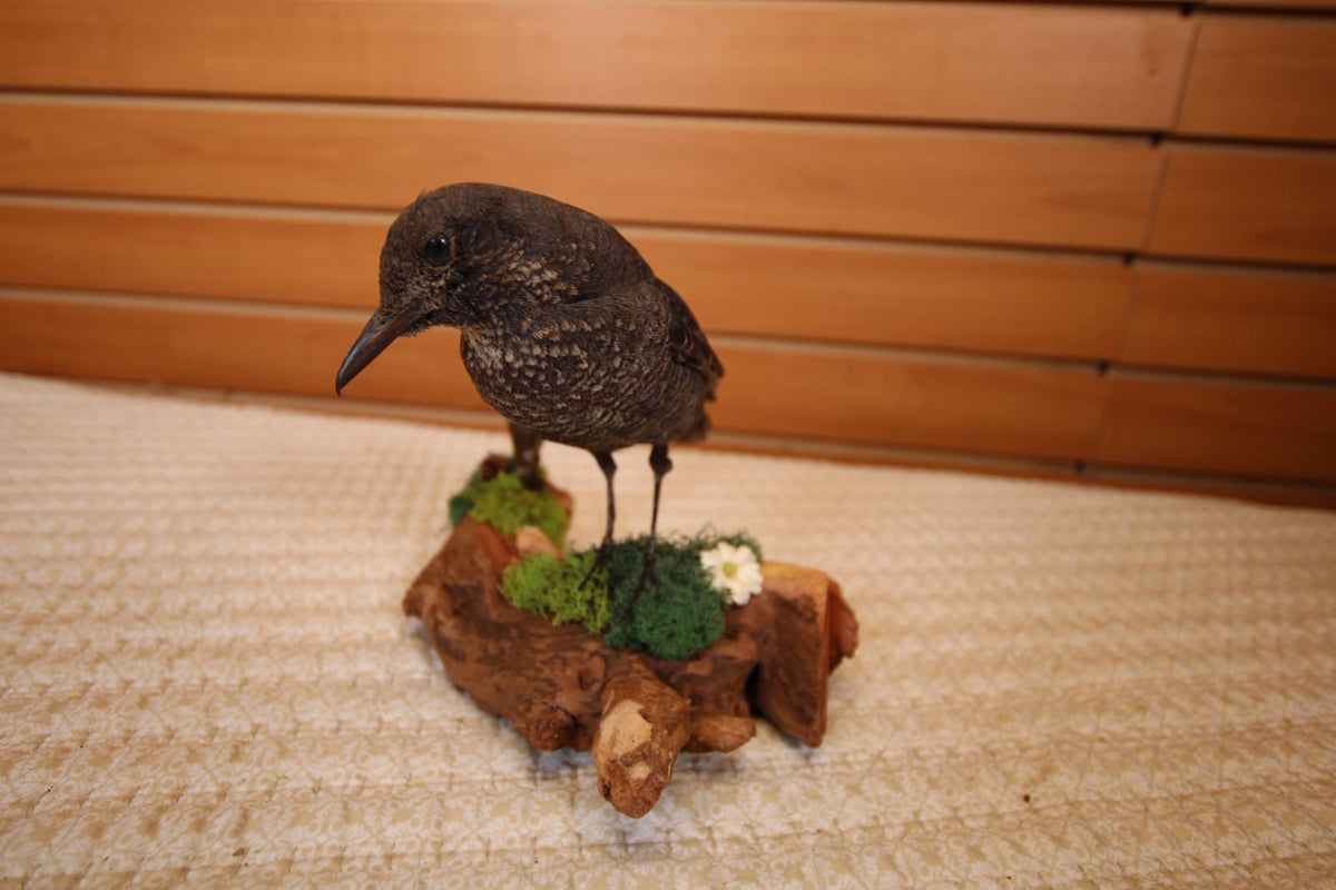 JTVBMA27 - Exquisite Taxidermy Common Rock Thrush