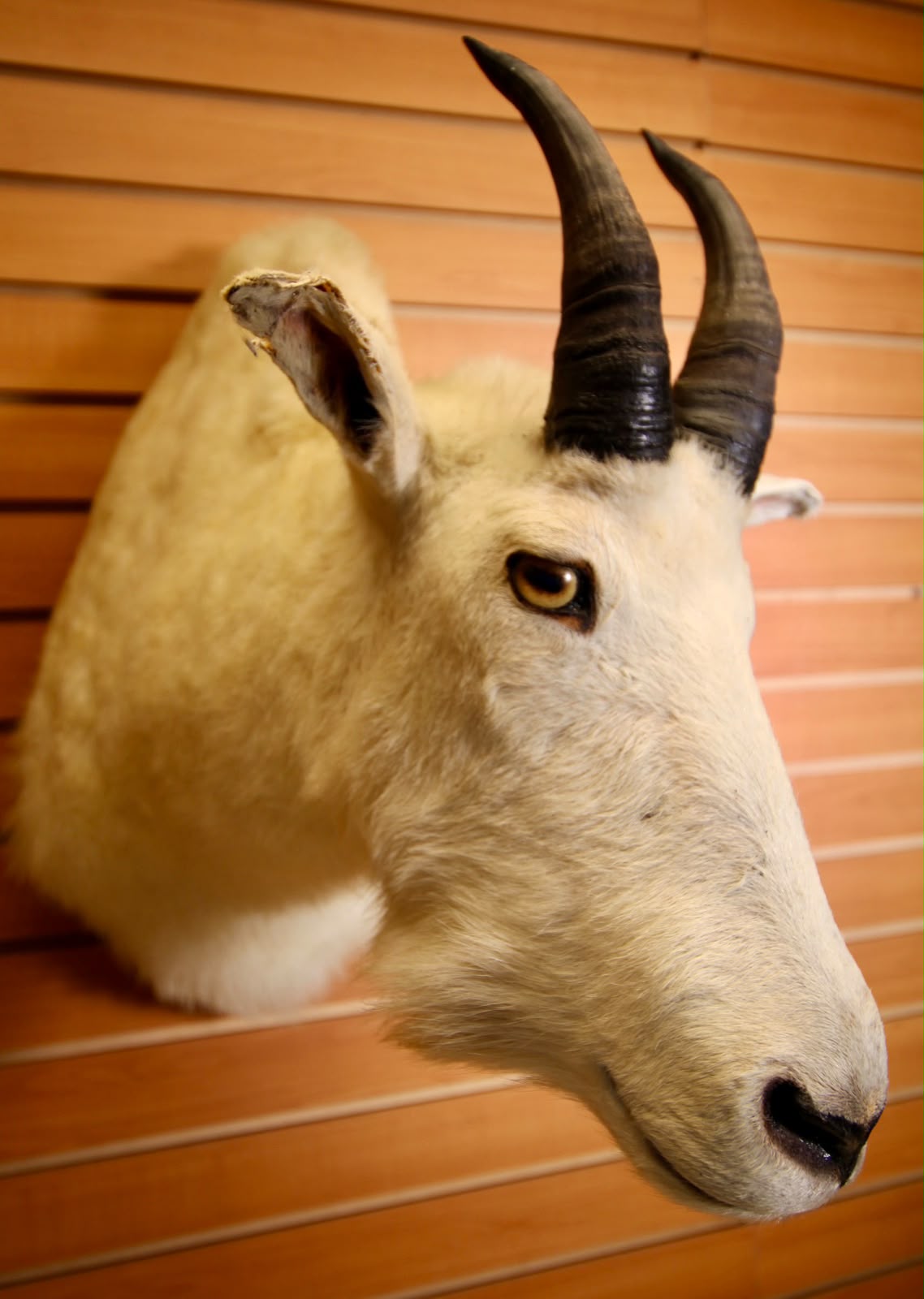 FHMGOA01 - Stunning Taxidermy Mountain Goat Head