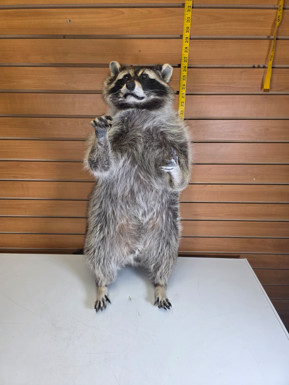 Fhkm3 - Jumbo Raccoon Taxidermy – 26” Lifelike Display