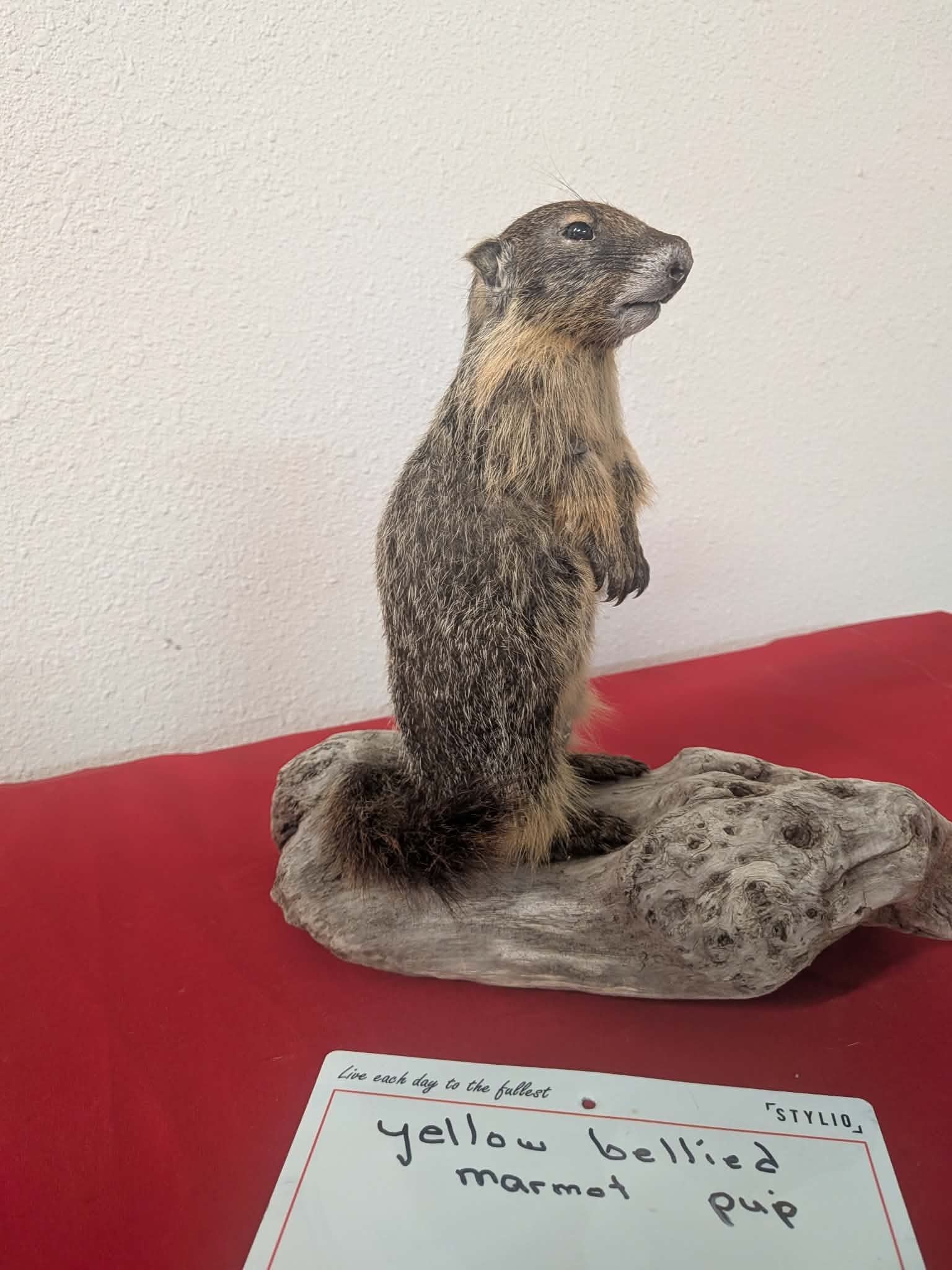FHPAT219 - Yellow-Bellied Marmot Pup Taxidermy Mount