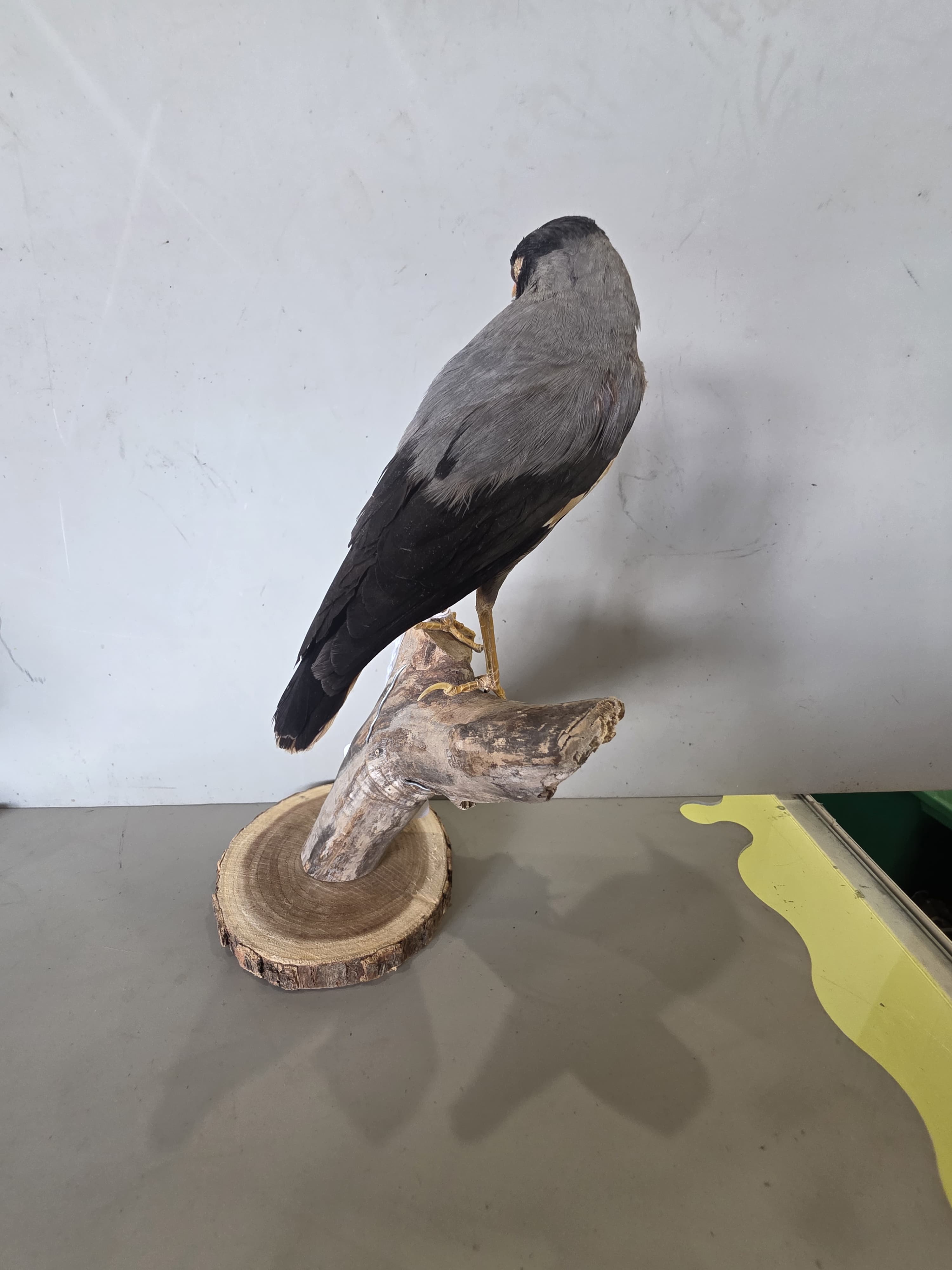JTVIT1 - Taxidermy Common Myna Bird