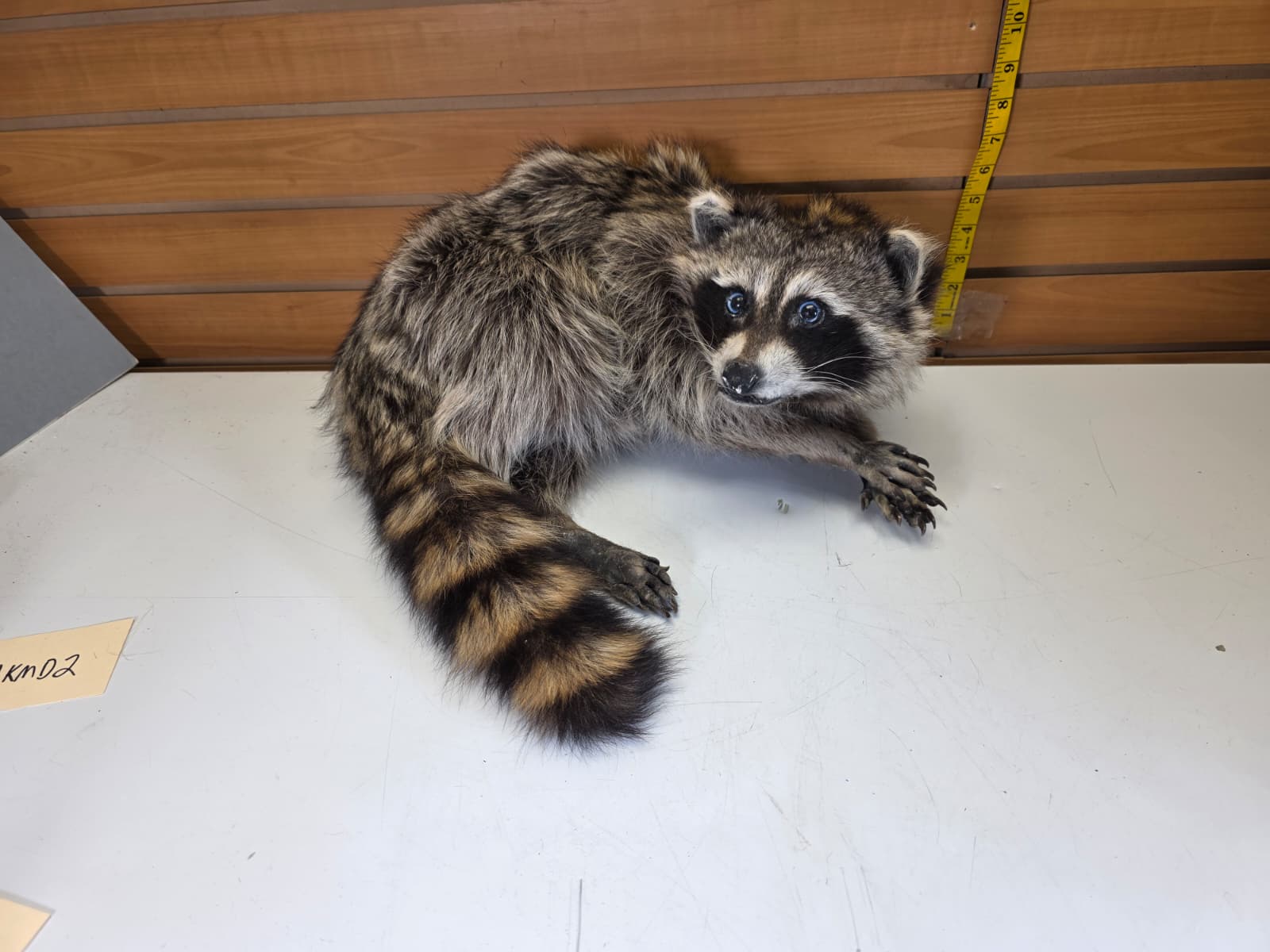 Fhkmc14 - Raccoon Taxidermy – Lifelike Display