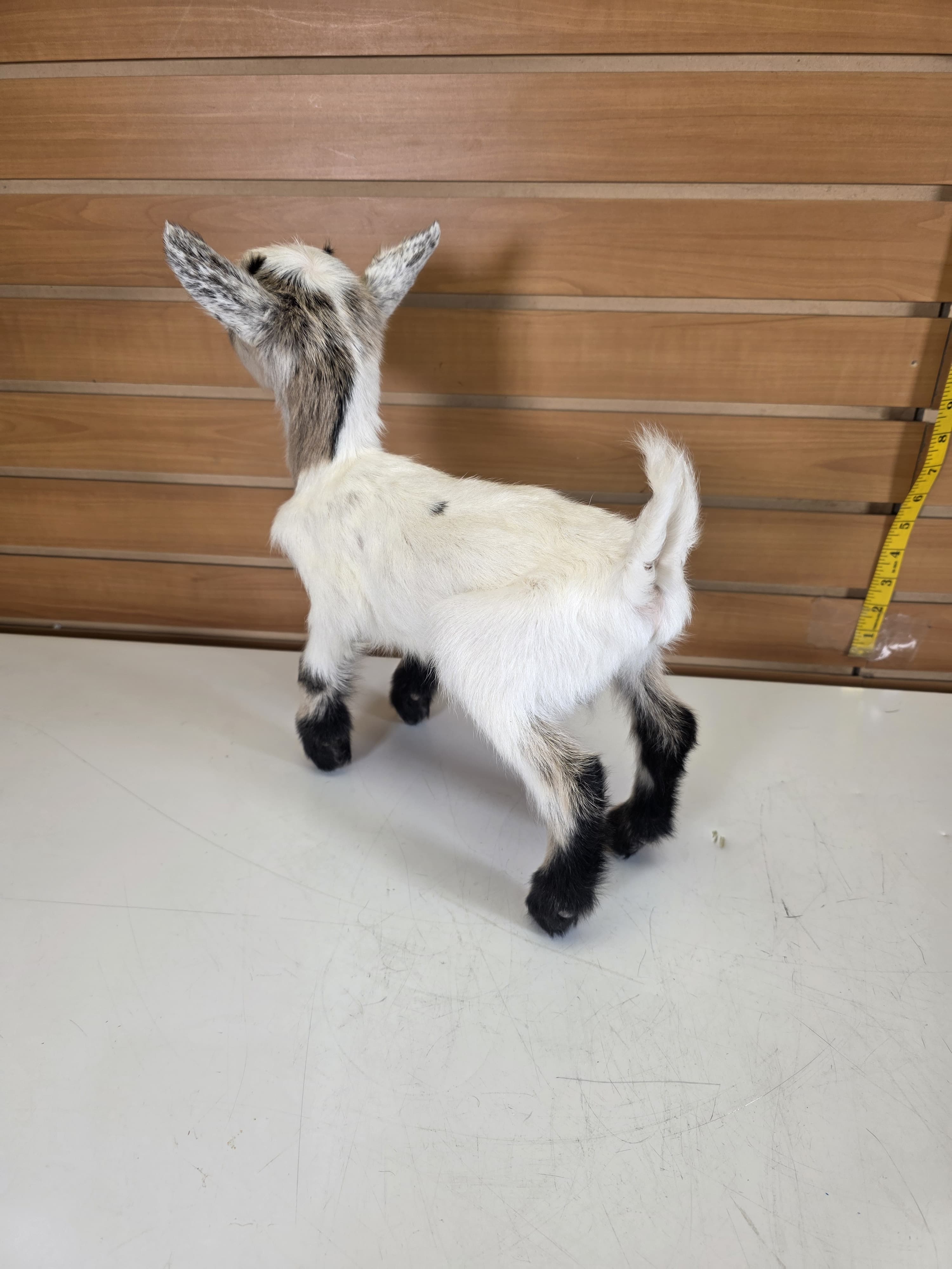 Fhden13 - Boer Kid Goat Taxidermy Mount
