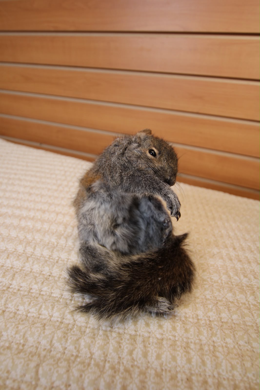 FHSQ002 - drunk Small Squirrel Taxidermy Mount