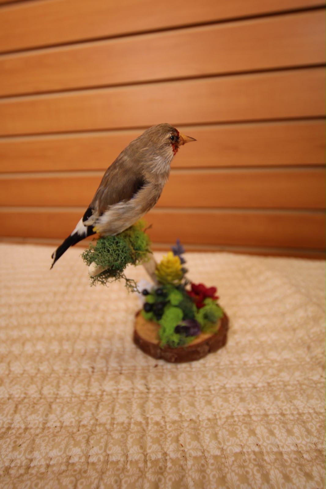 JTVB02 - Exquisite Taxidermy European Goldfinch