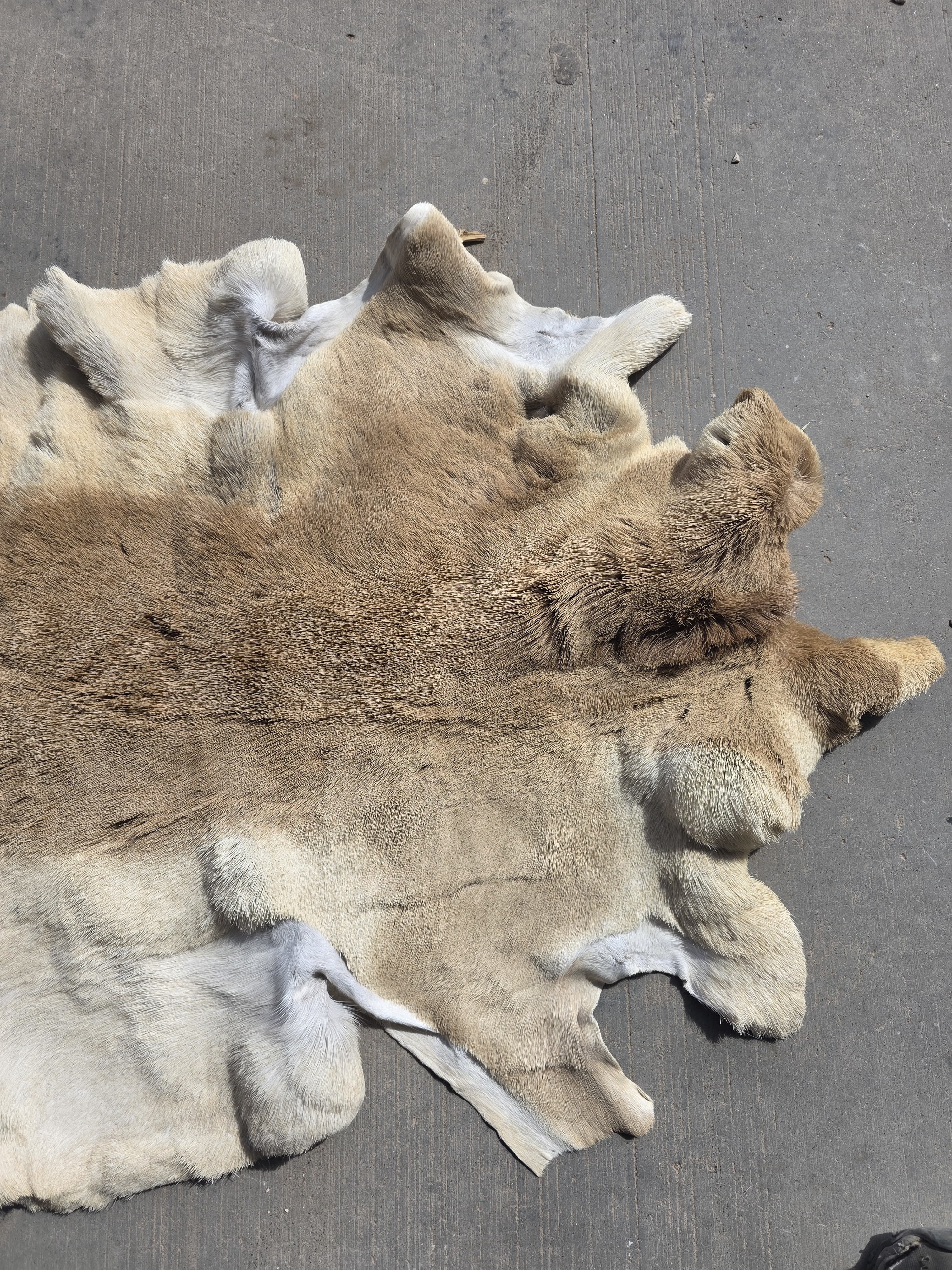 FHRAN91 - Natural Pronghorn Antelope Hide / Fur – 34” x 25”