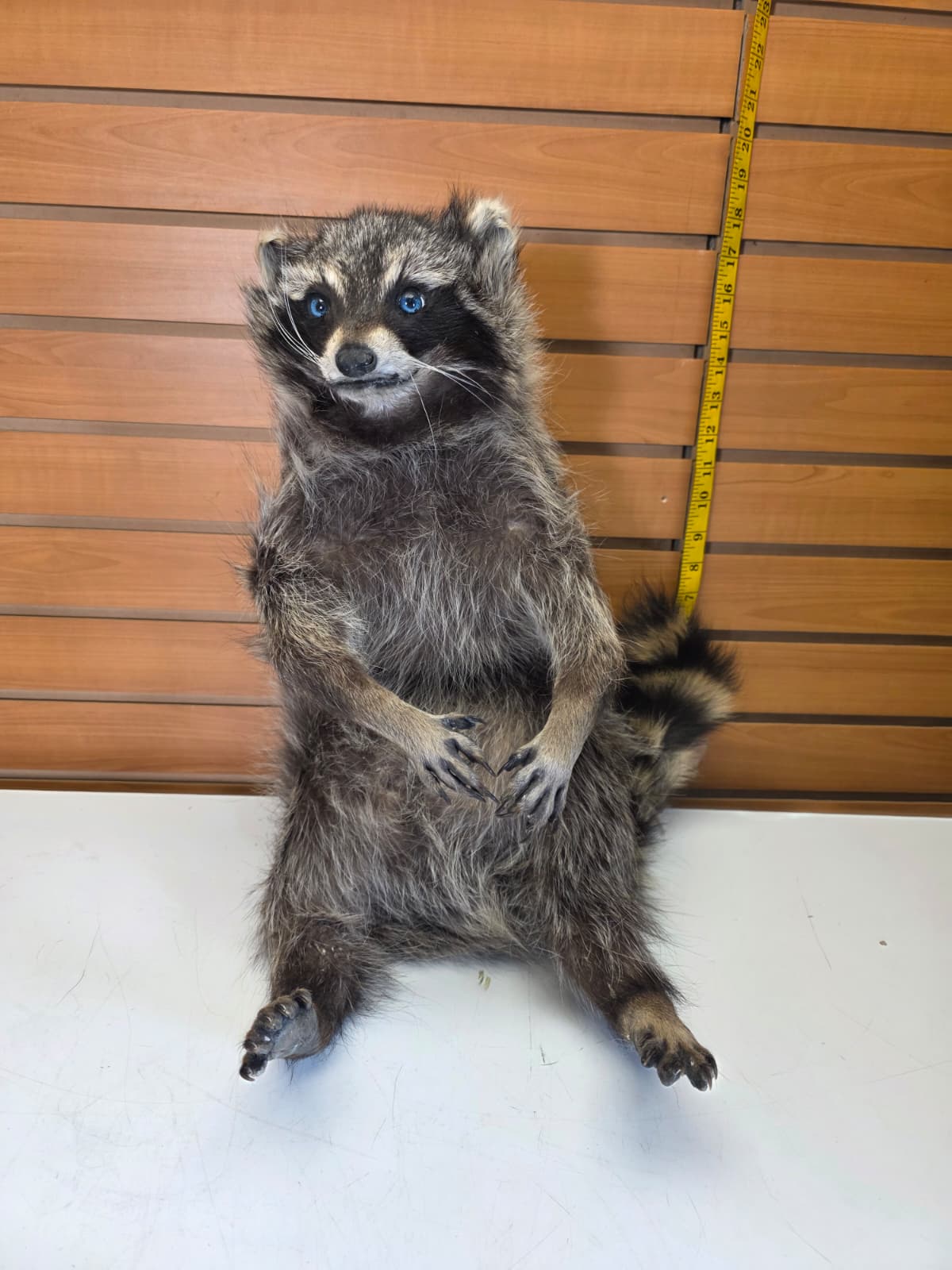 Fhkmc9 - Raccoon Taxidermy full body mount