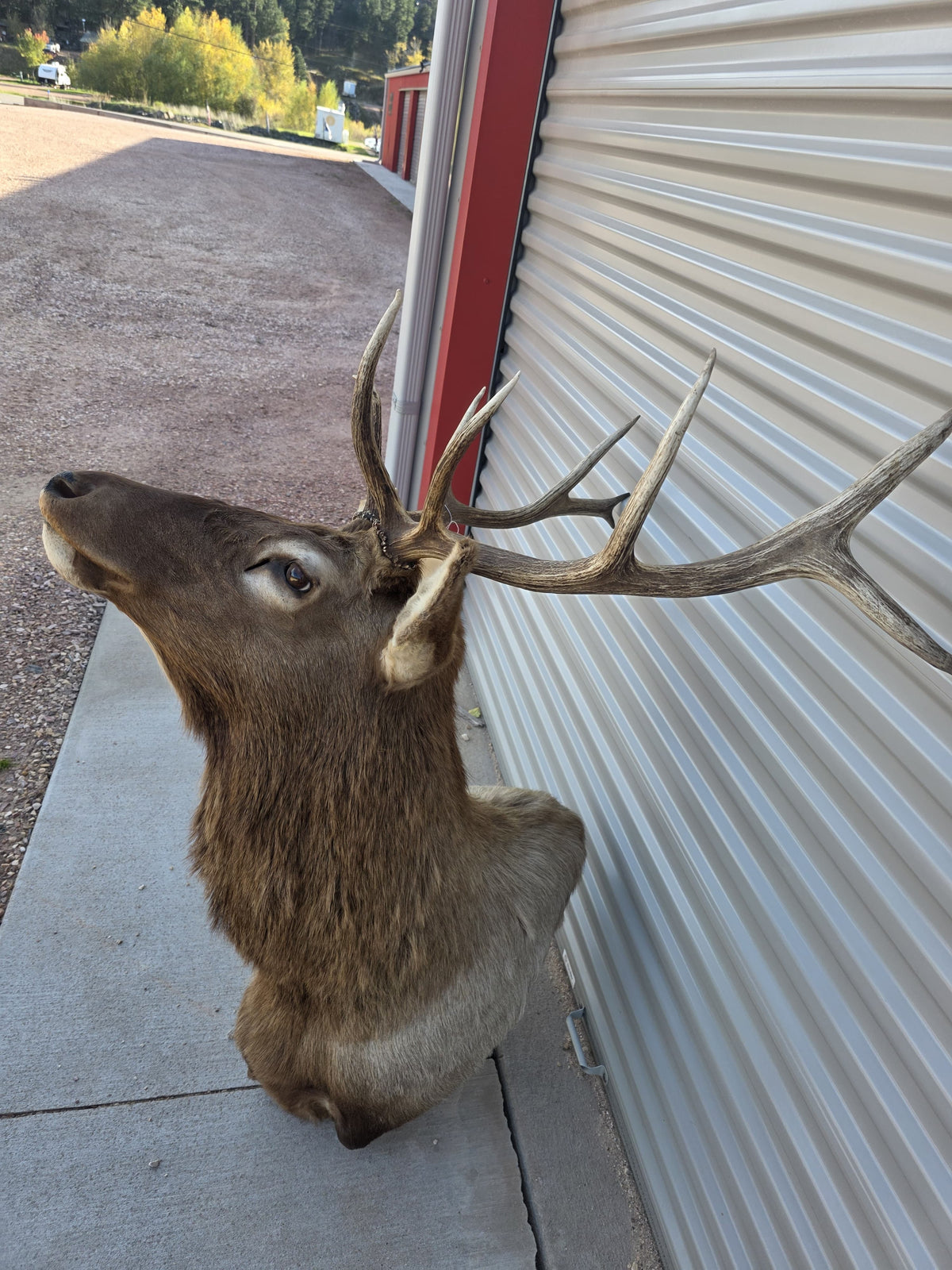 FHBIN6 - Authentic Rocky Mountain Bull Elk Taxidermy Shoulder Mount