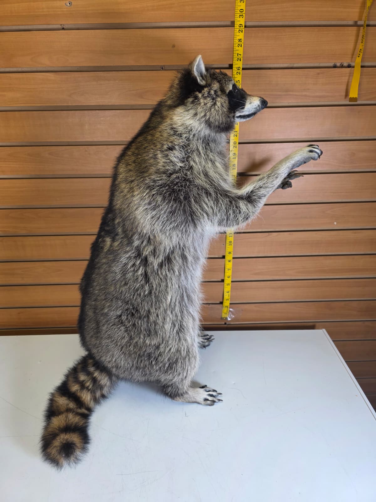 Fhkm3 - Jumbo Raccoon Taxidermy – 26” Lifelike Display