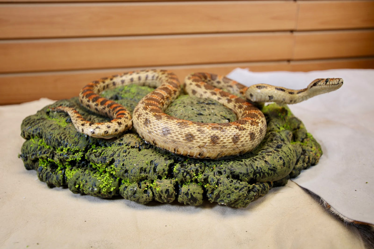 FHSP111 - Taxidermy Hypo Leopard Boa Constrictor Specimen