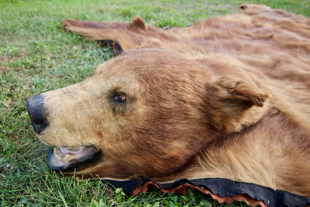 FHSP116 - Taxidermy black Bear brown phase Full Head and Hide Mount