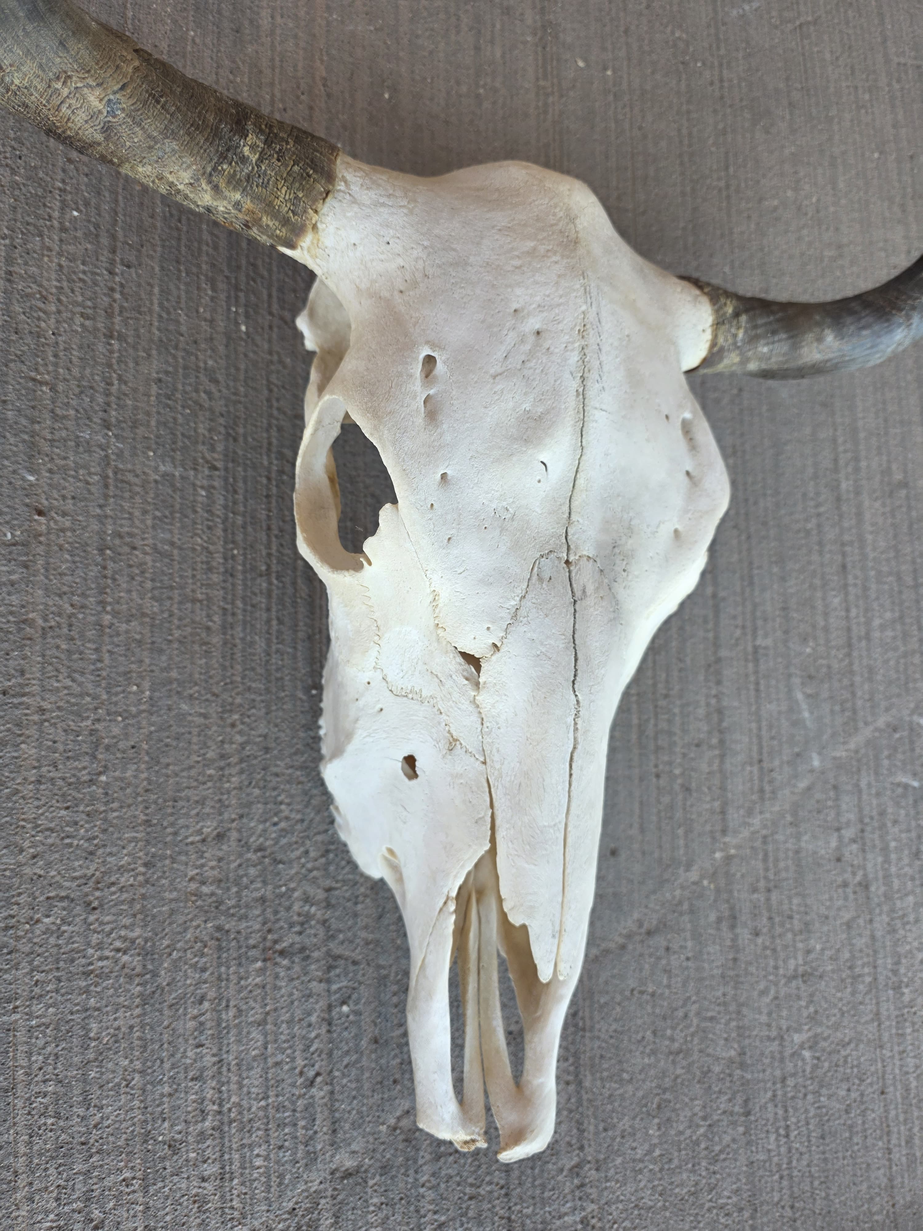 FHRAN82 - Natural Polished Longhorn Cow Skull