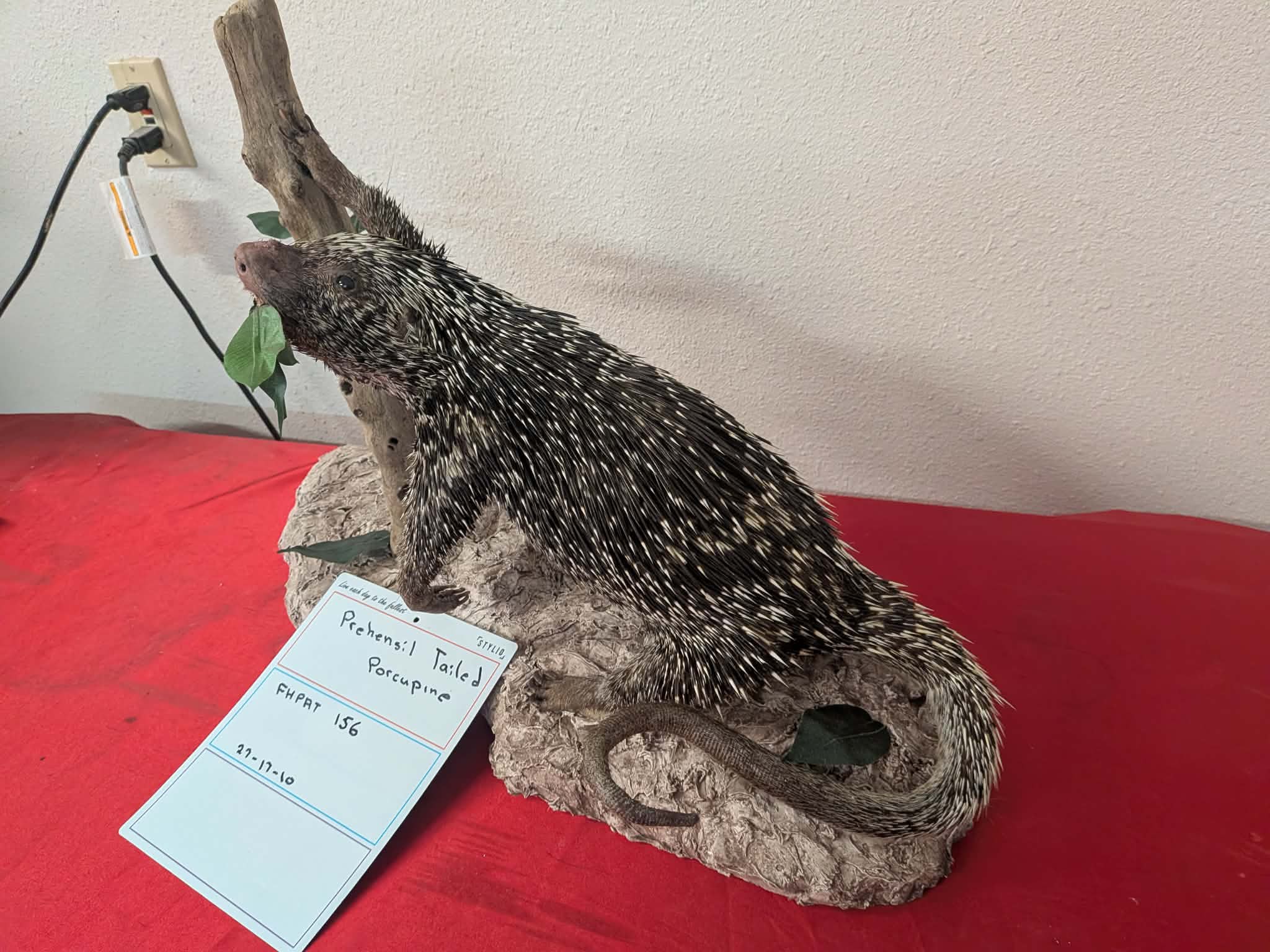 FHPAT156 - Prehensile-Tailed Porcupine Taxidermy Mount