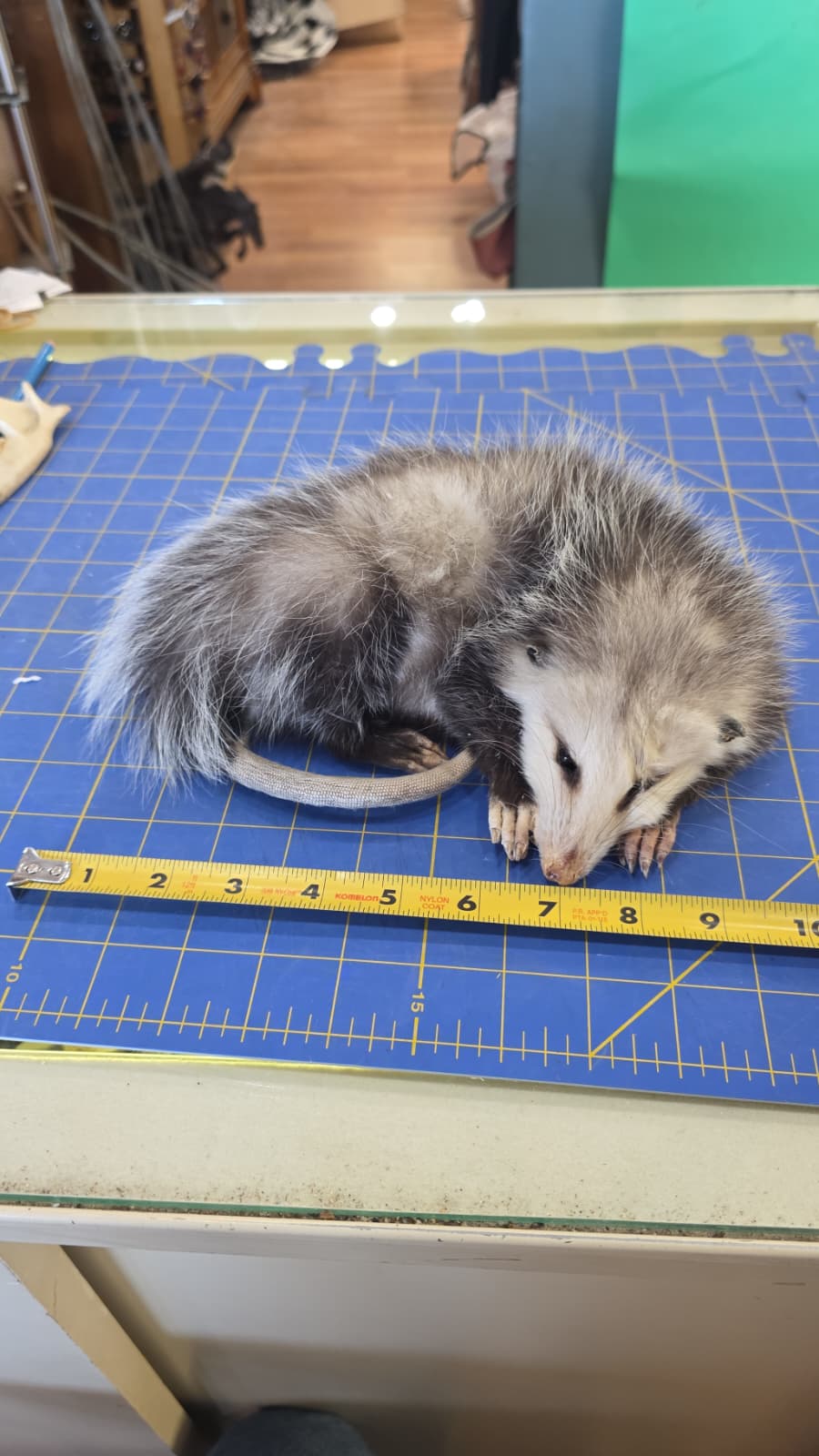 Fhjun28 - Baby Opossum Taxidermy Mount