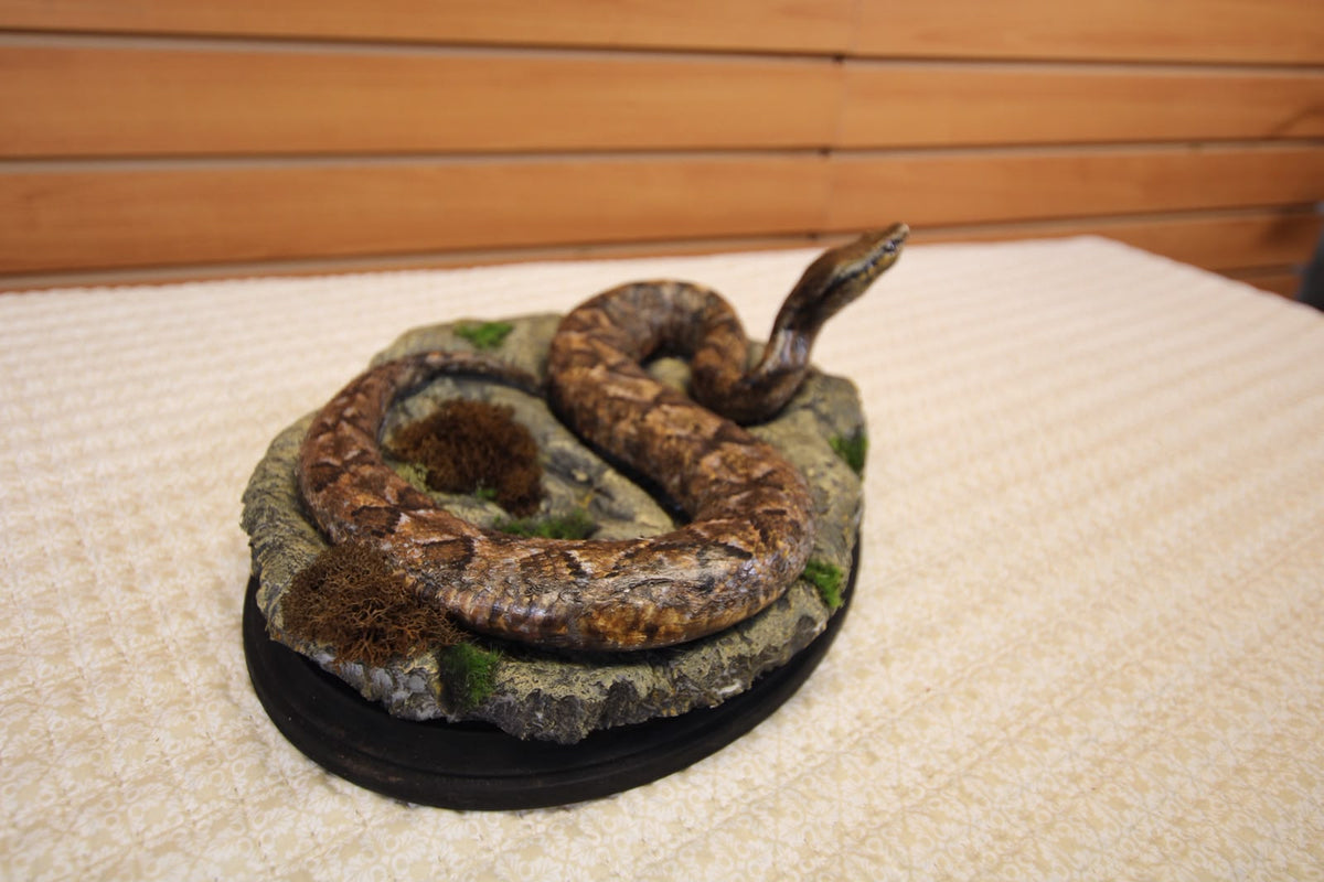 FHSP126 - Authentic Boa Constrictor Taxidermy Display