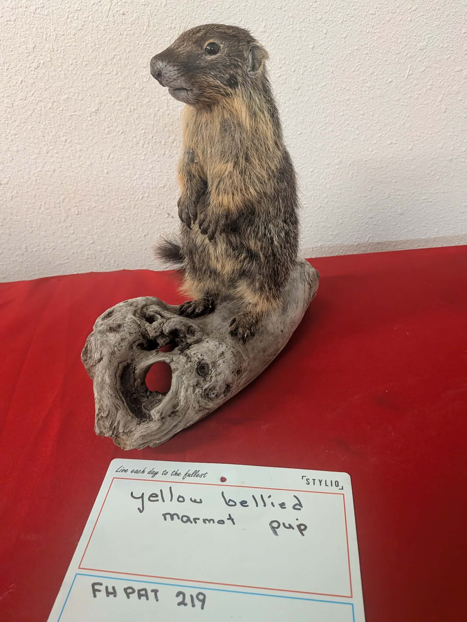 FHPAT219 - Yellow-Bellied Marmot Pup Taxidermy Mount