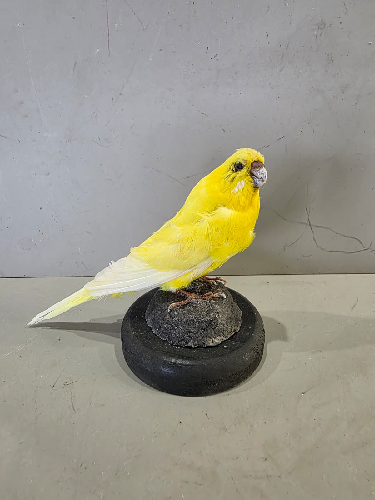 Fhcm89 - Yellow Budgie Parakeet Taxidermy – Lifelike Display