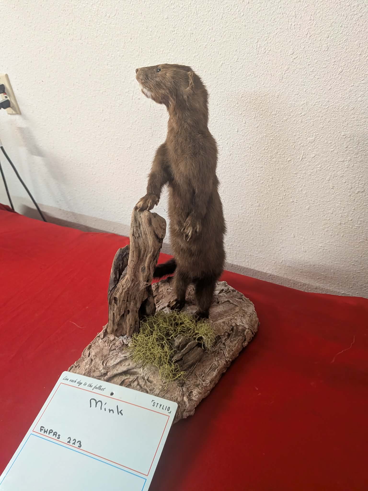 FHPRS223 - Mink Taxidermy Mount – Elegant Wildlife Display