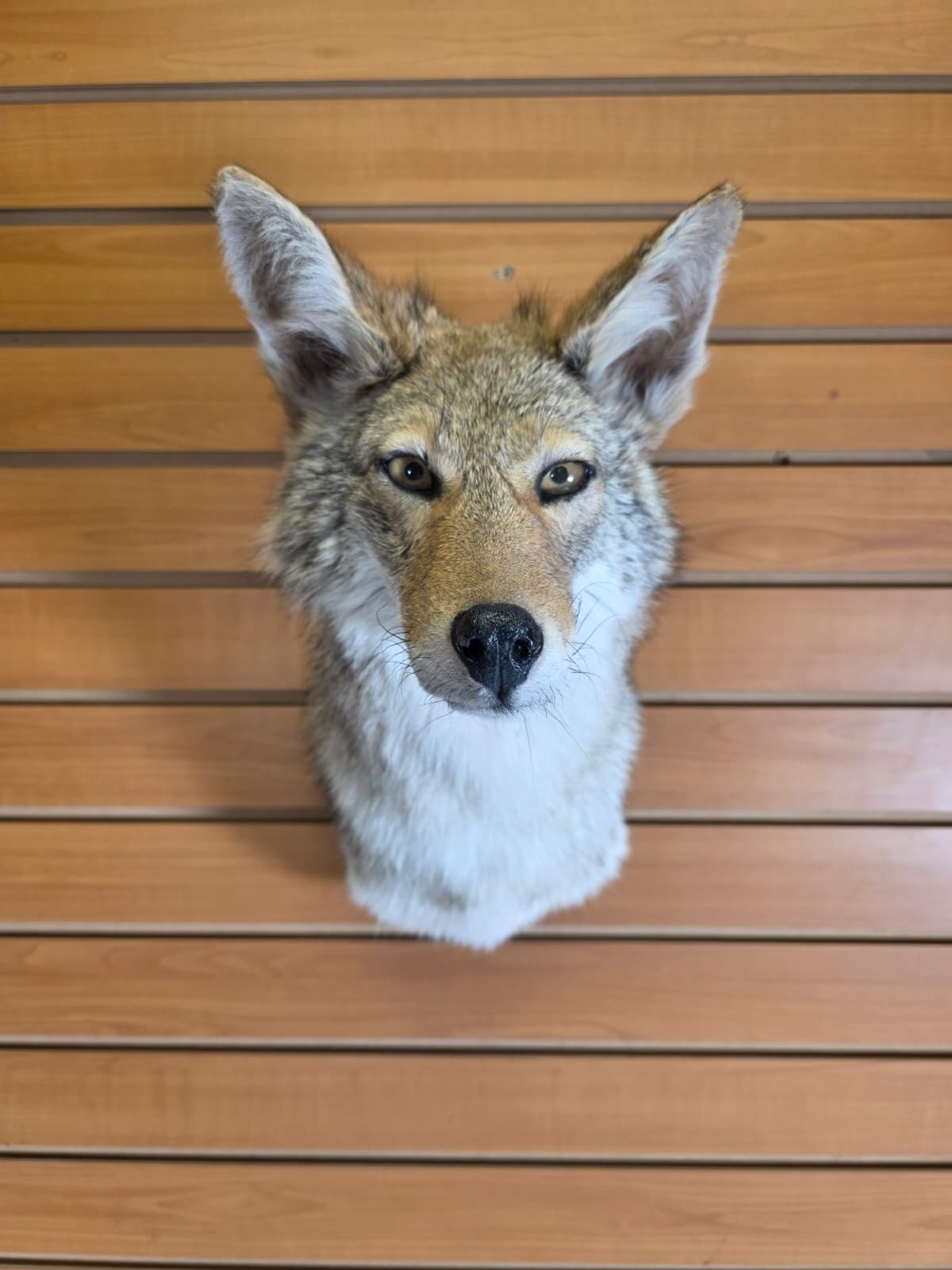 Fhab38 - Coyote shoulder mount Taxidermy