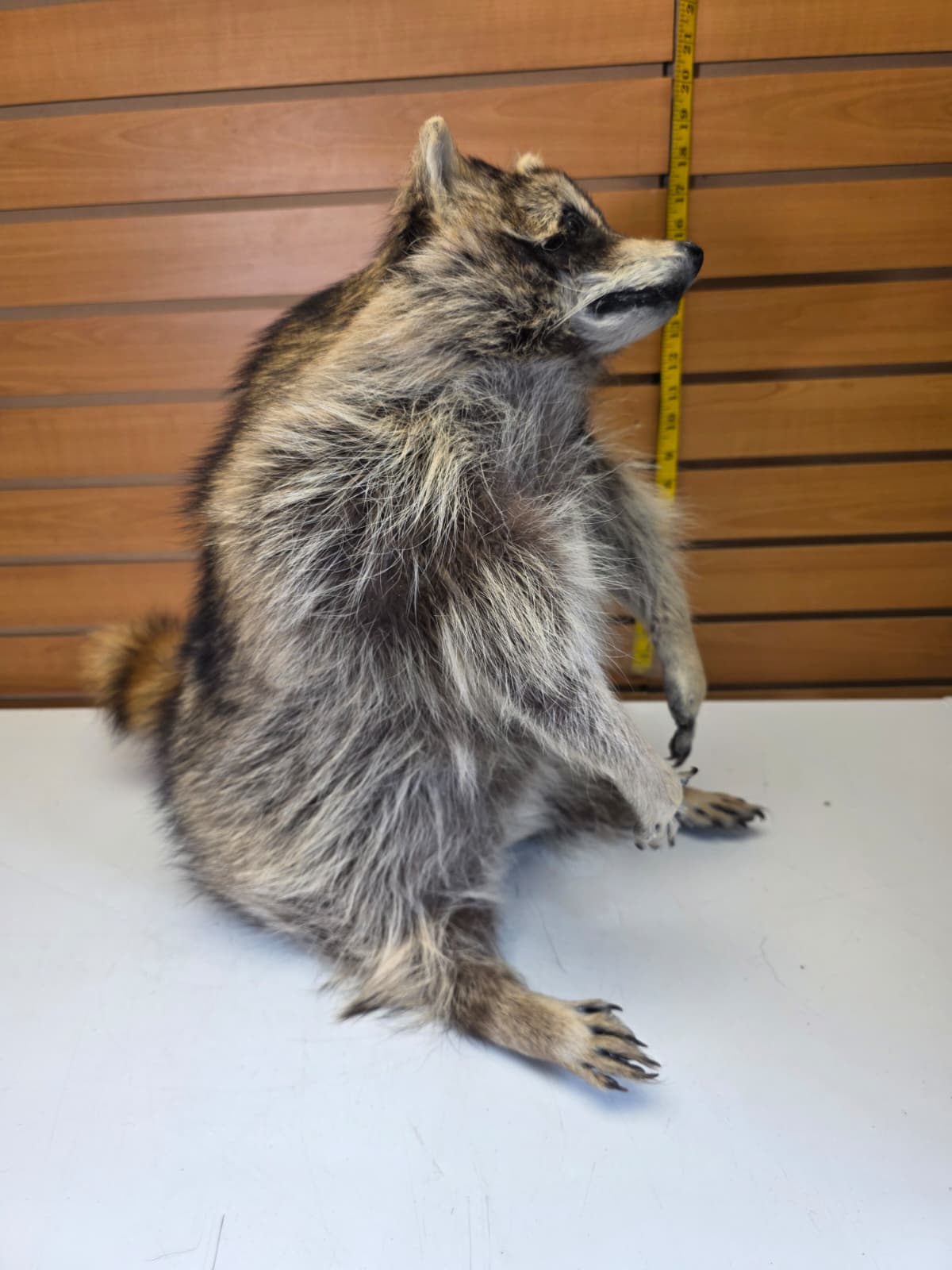 Fhkmc11 - Raccoon Taxidermy full body mount