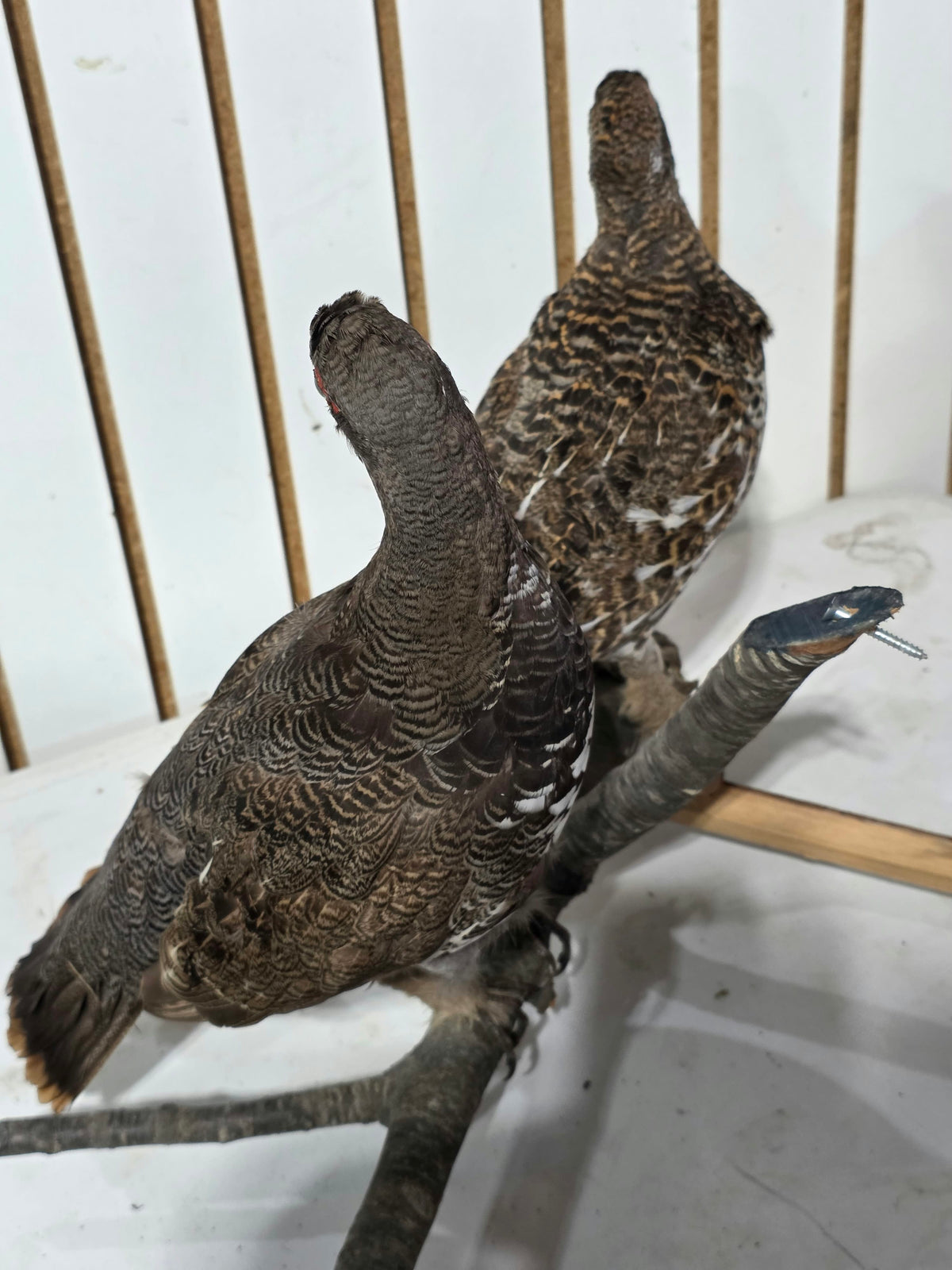 Comb128 - Exquisite Pair of Western Capercaillie Taxidermy Mounts (Male & Female)