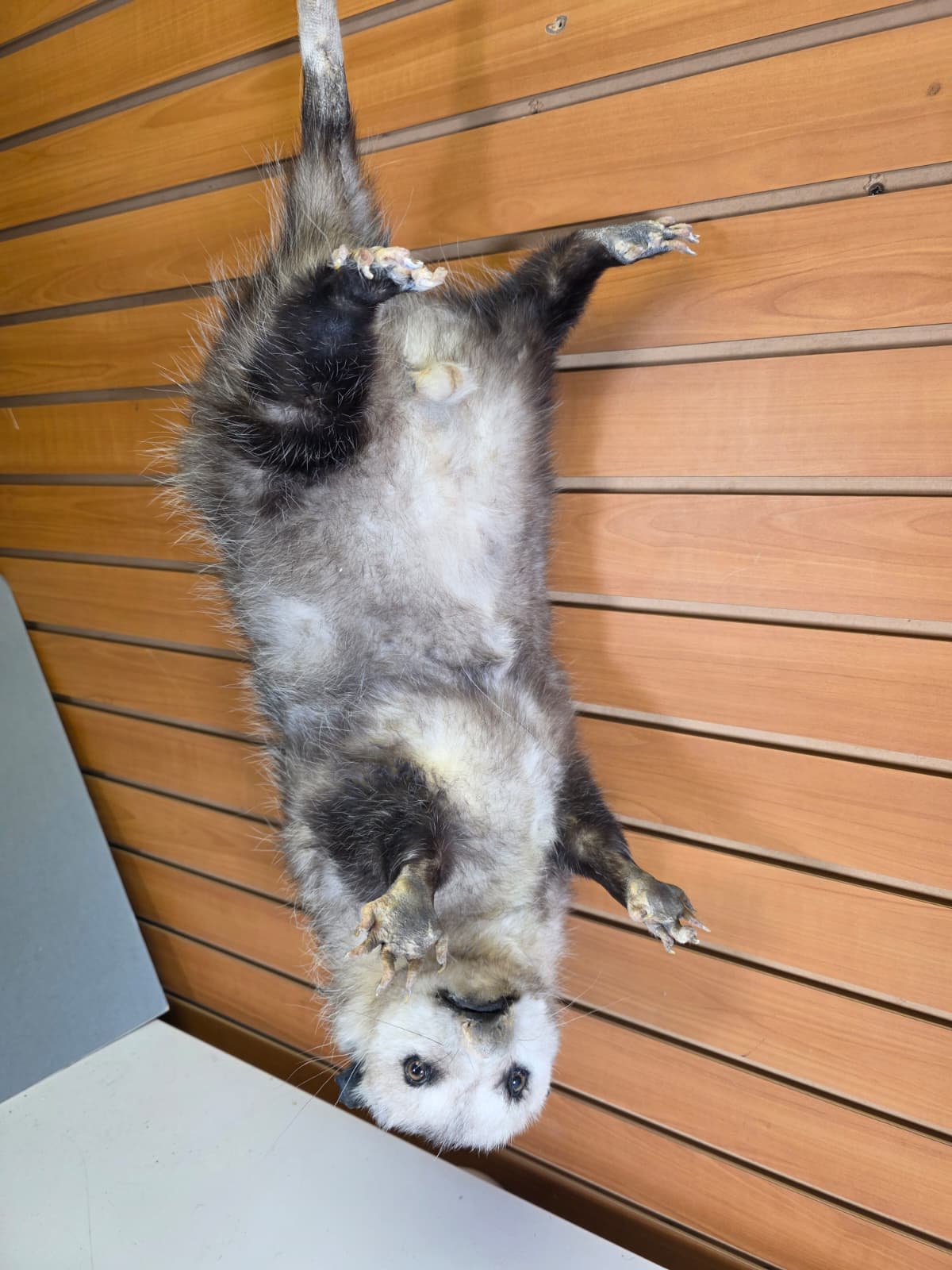 Fhkmp2 - Jumbo Opossum Taxidermy mount