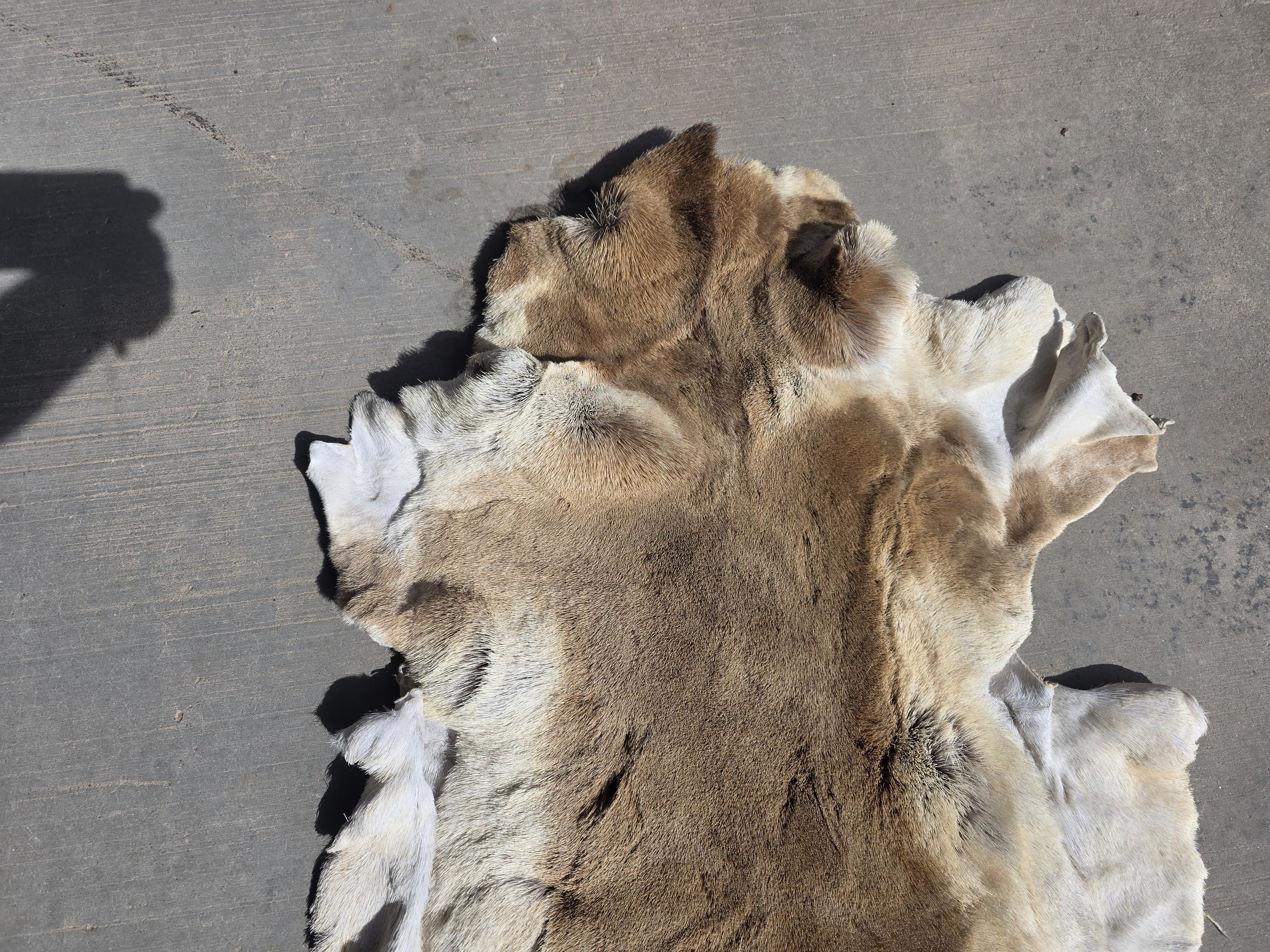 FHRAN89 - Natural Pronghorn Antelope Hide / Fur – 42” x 27”