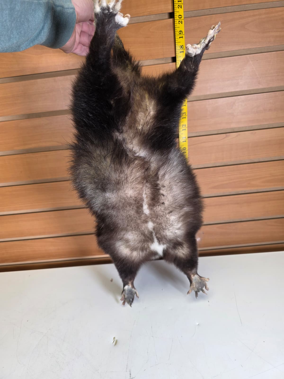 Fhkmp4 - Hanging Opossum Taxidermy mount