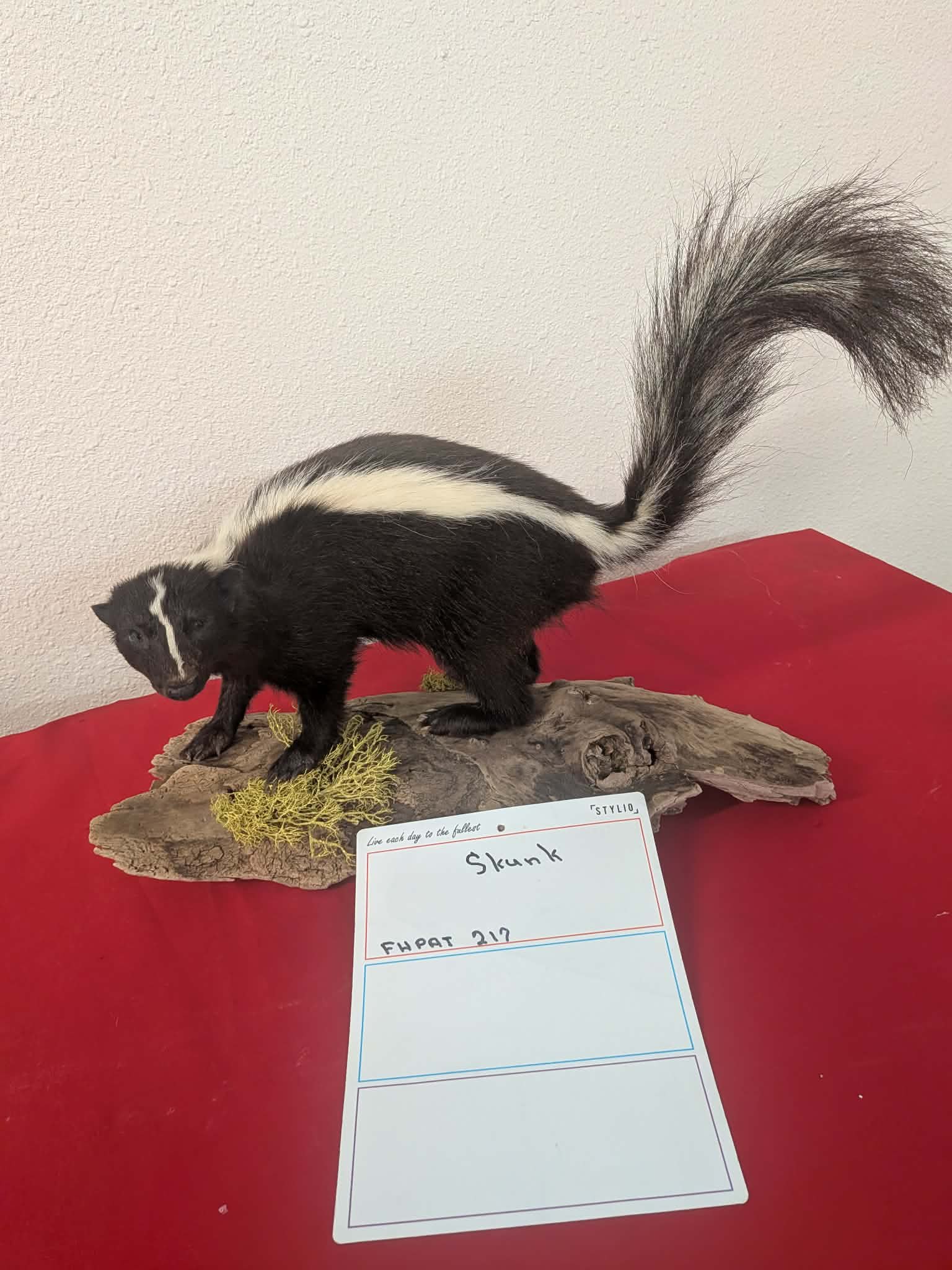 FHPAT212 - Skunk Taxidermy Mount – Classic Wildlife Display