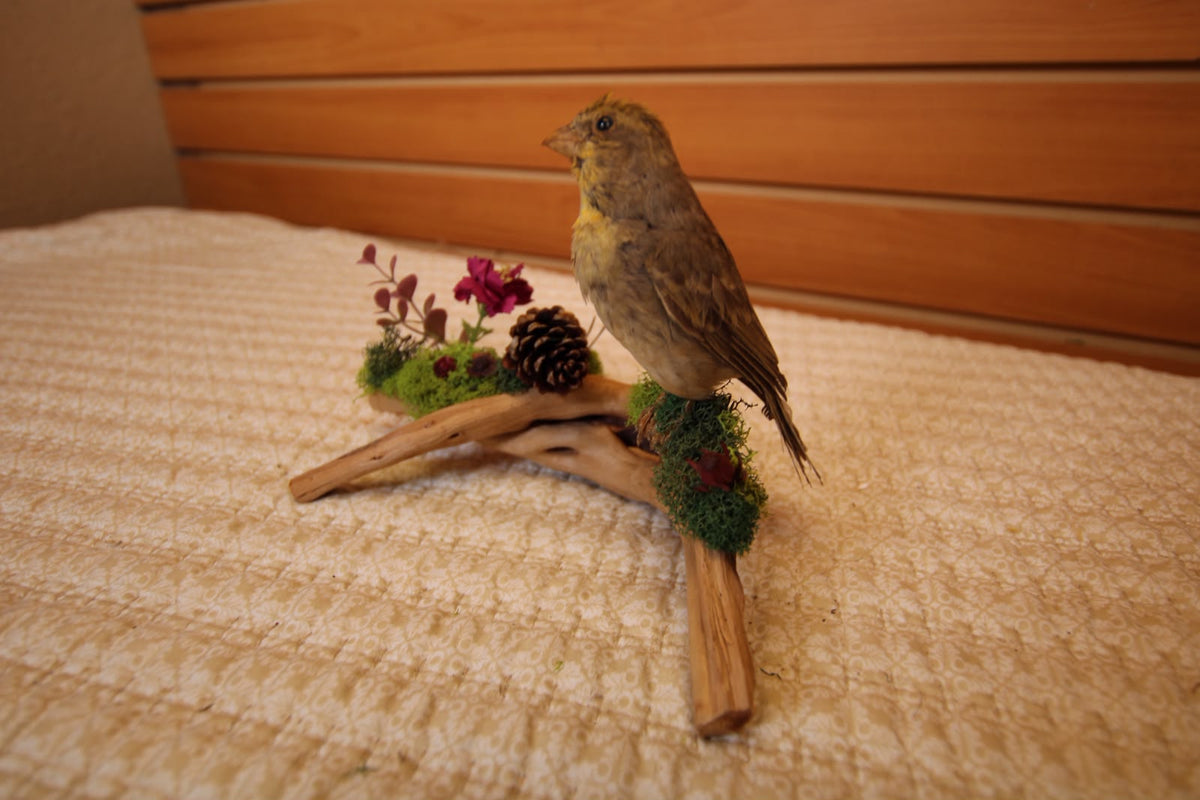 JTVBMA82 - Exquisite Taxidermy Sierra Finch