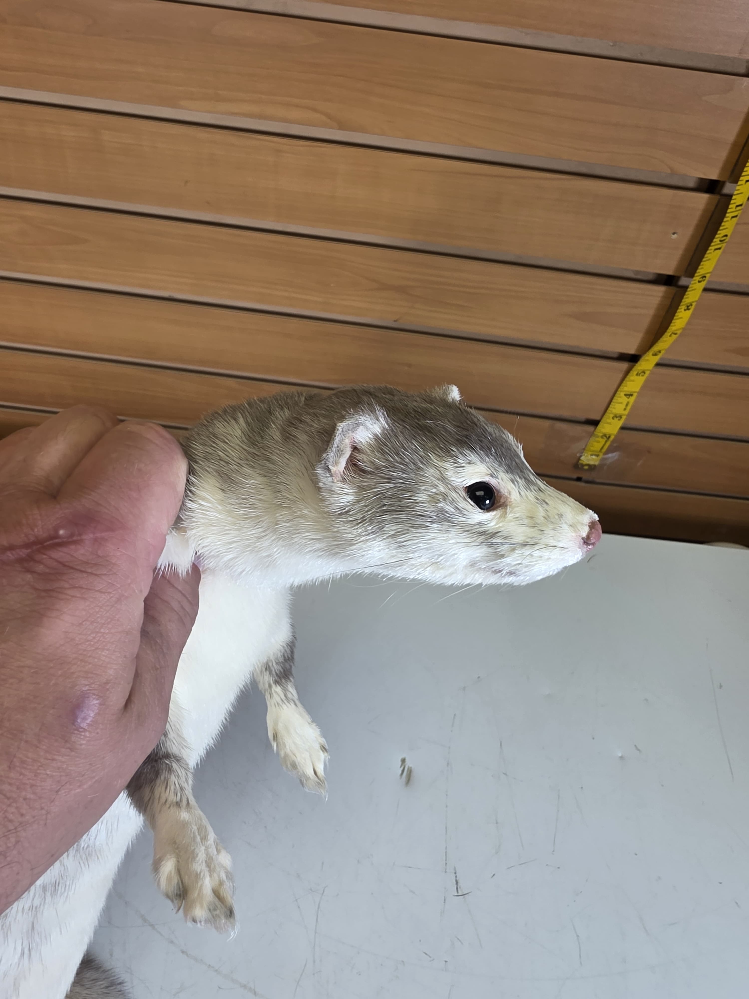 Fhsft104 - Soft Mount Ranch Mink Taxidermy