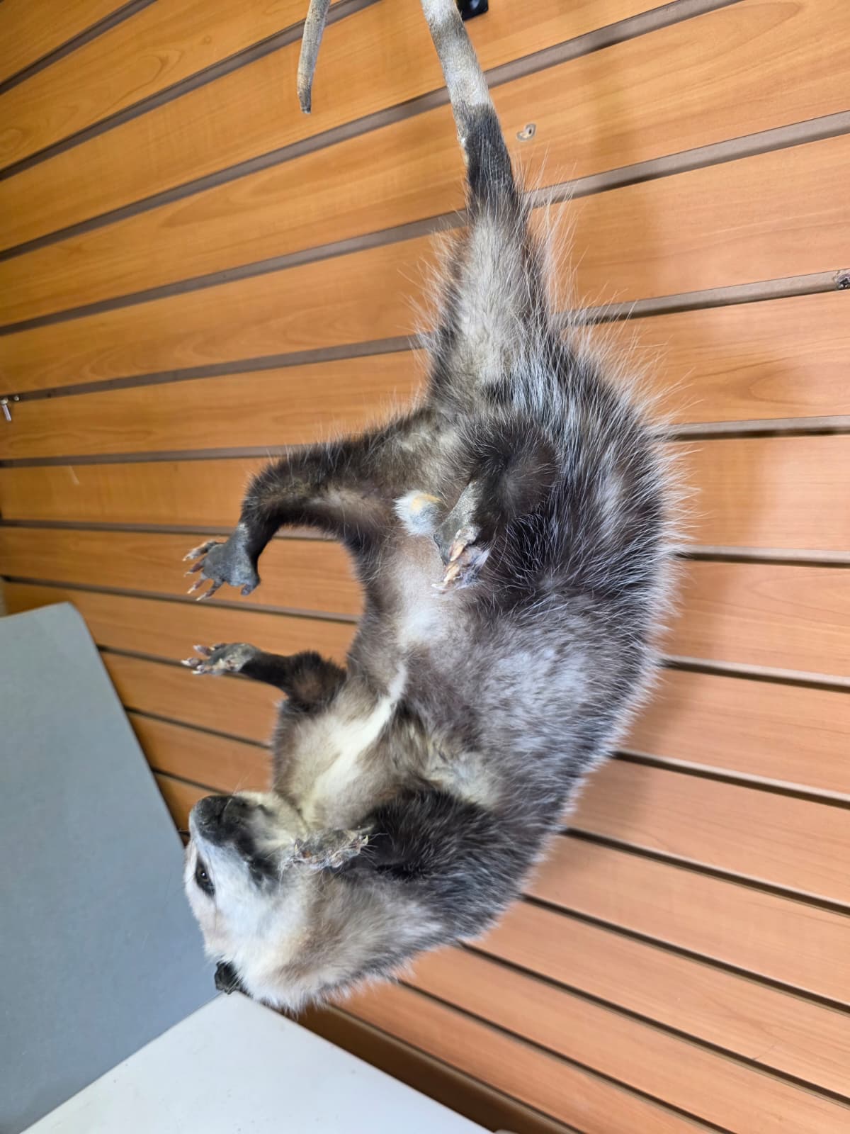 Fhkmp3 - Hanging Opossum Taxidermy mount