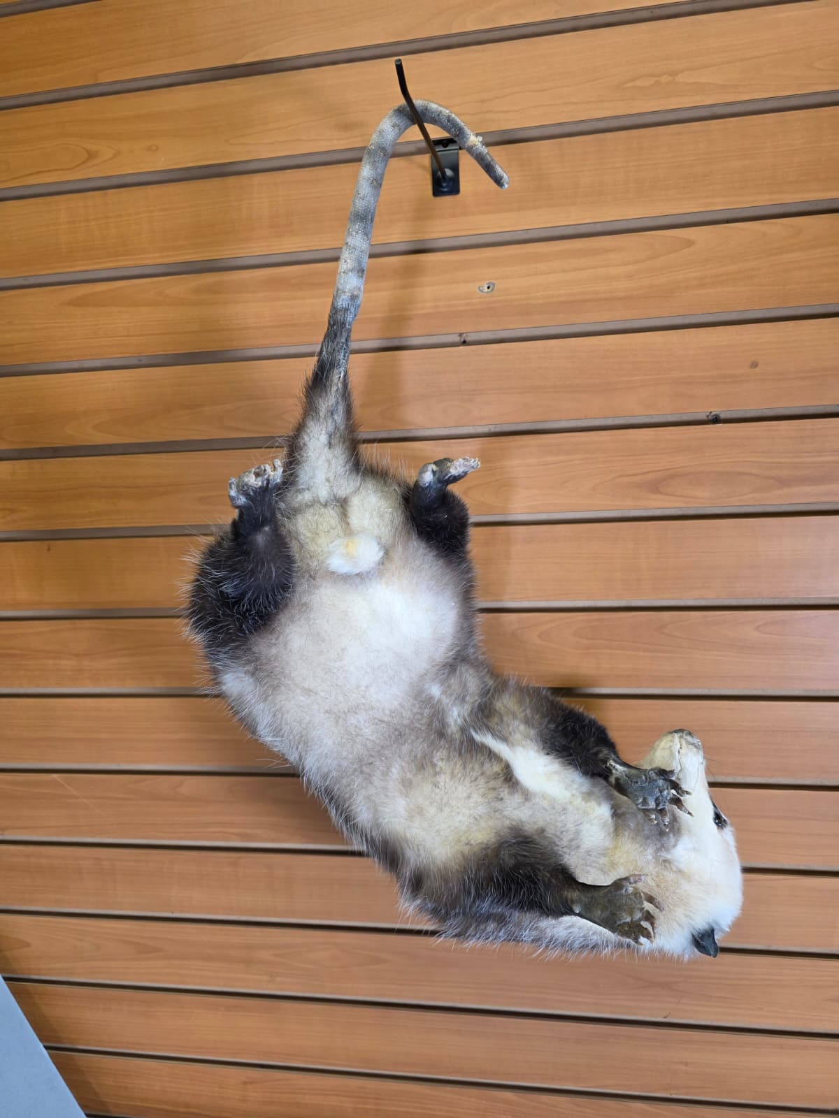 Fhkmp5 - Hanging Opossum Taxidermy mount