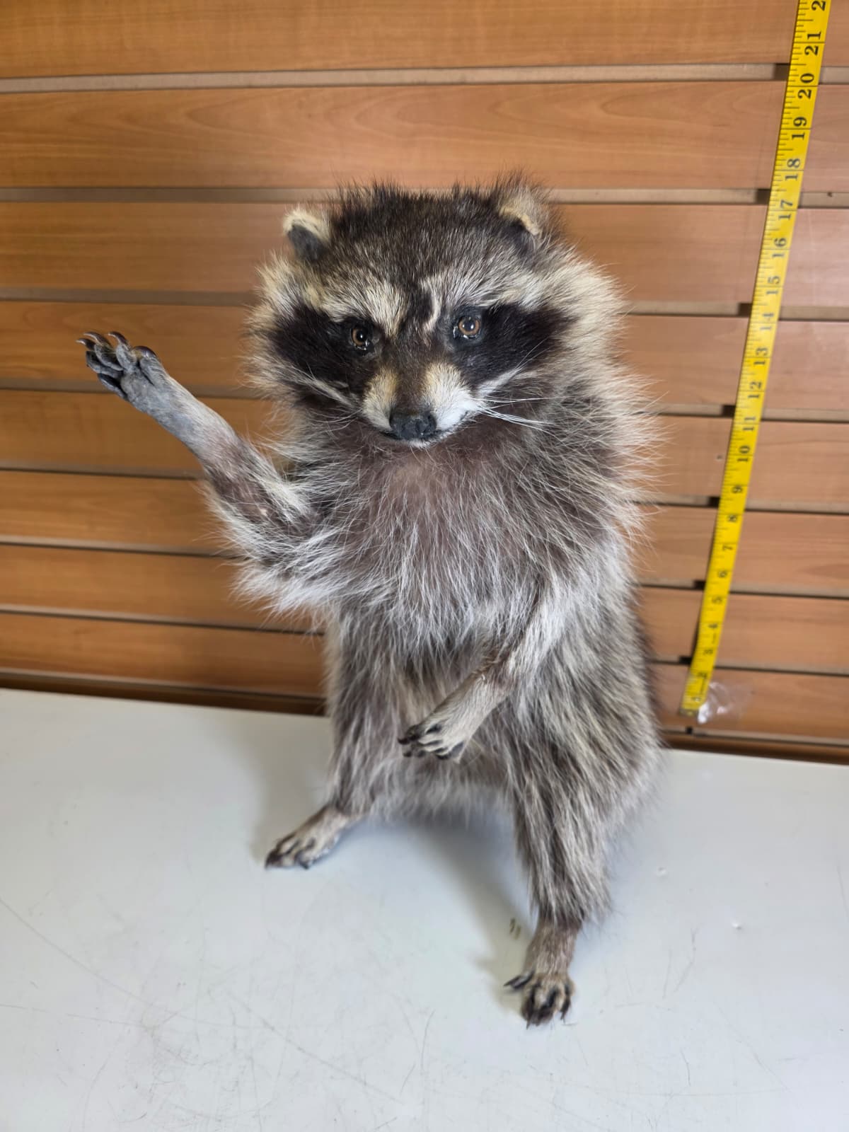Fhkm7 - 17" Jumbo Raccoon Taxidermy – Lifelike Display