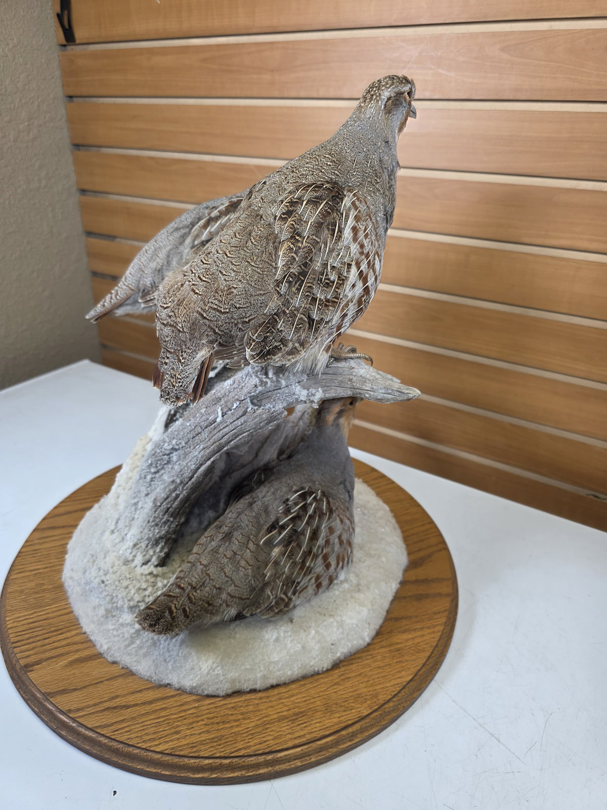 FHPT10 - Hungarian Grey Partridge — Taxidermy Specimen