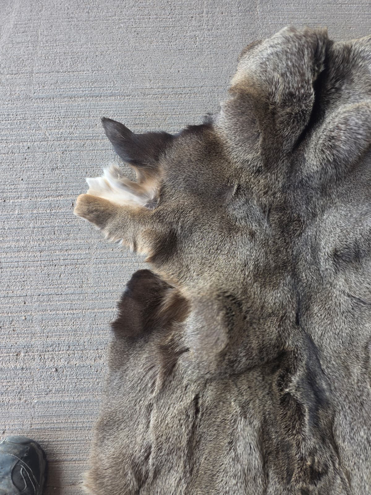 FHRAN86 - Elk Hide Pelt Fur – 48” x 29”