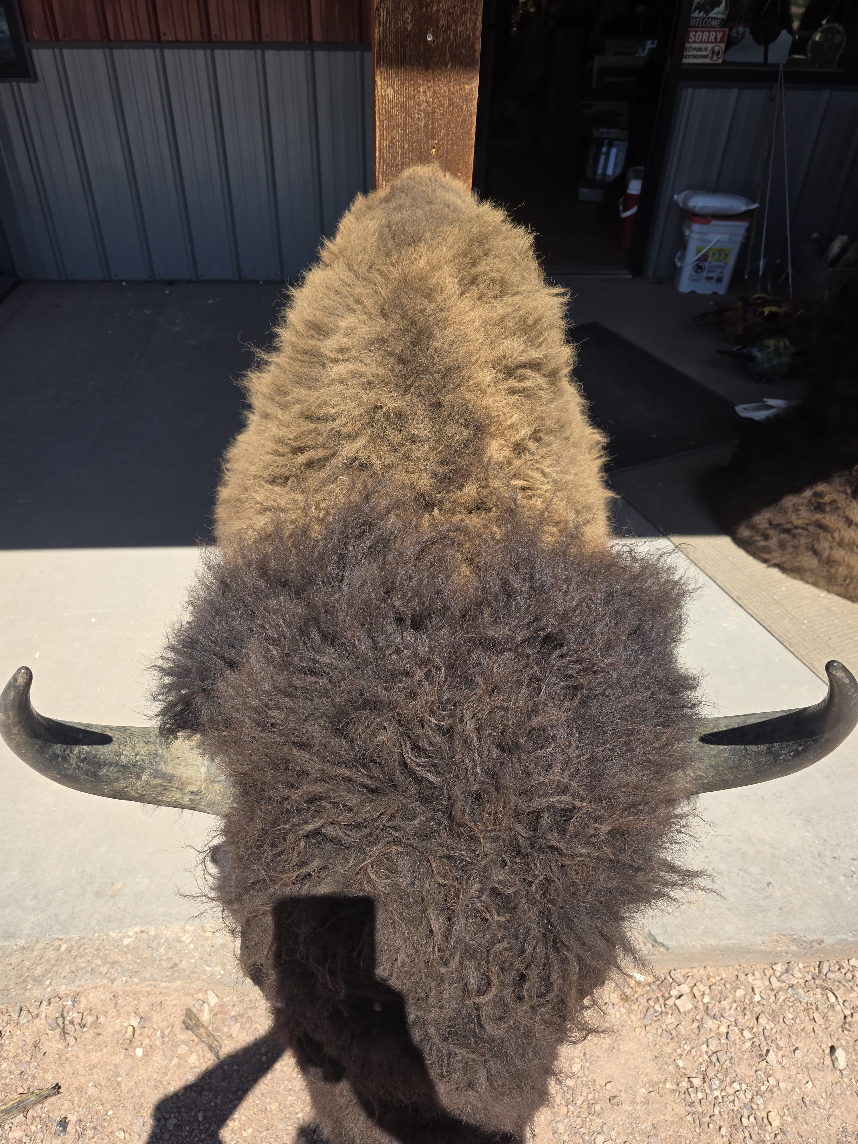 FHRAN83 - Real North American Buffalo / Bison Shoulder Taxidermy Mount