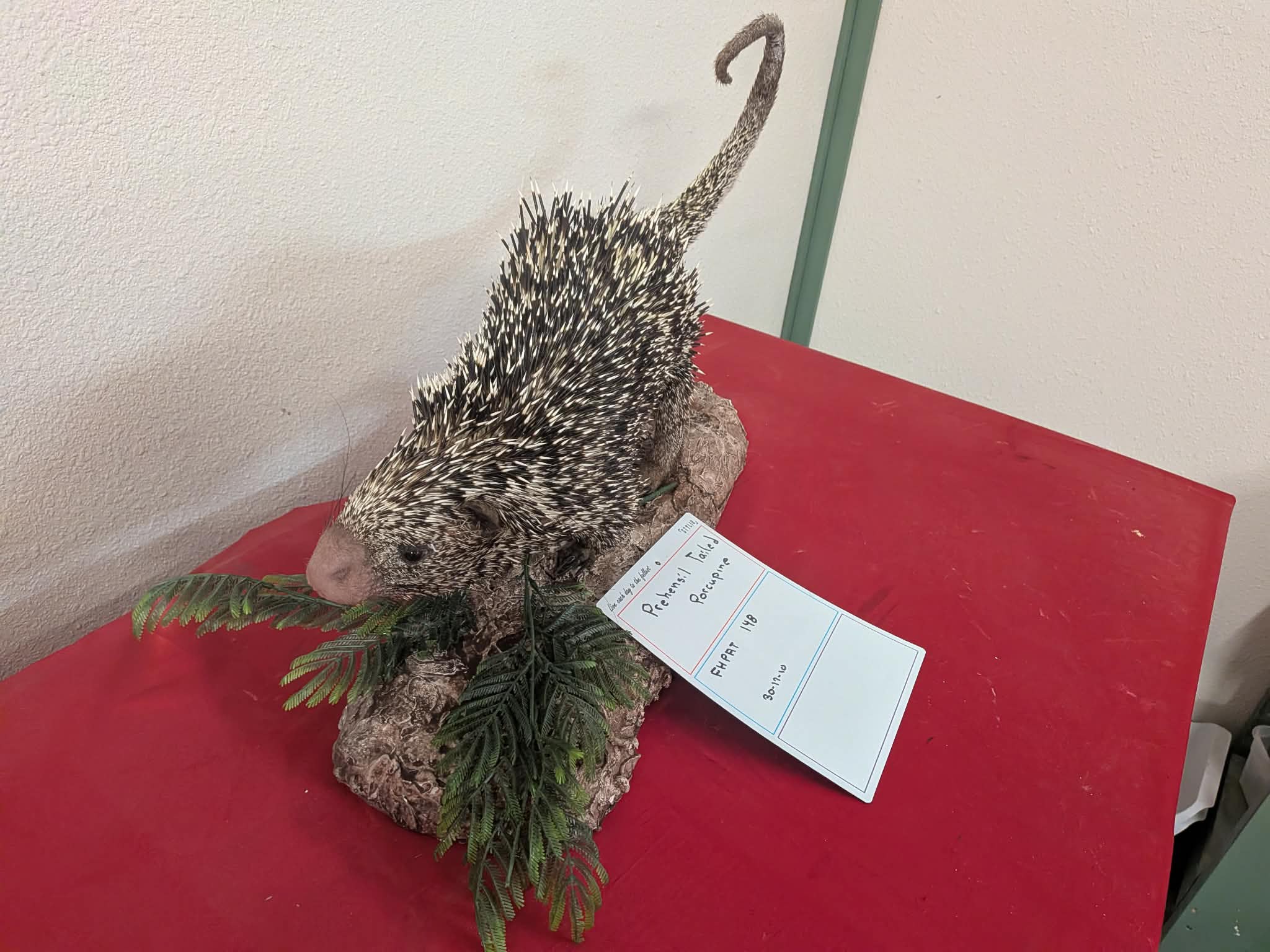 FHPAT148 - Prehensile-Tailed Porcupine Taxidermy Mount