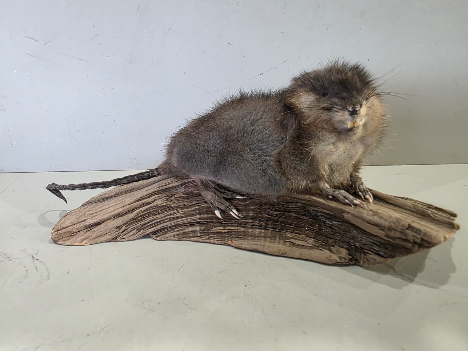 Fhcm93 - Muskrat Taxidermy – Lifelike Woodland Display