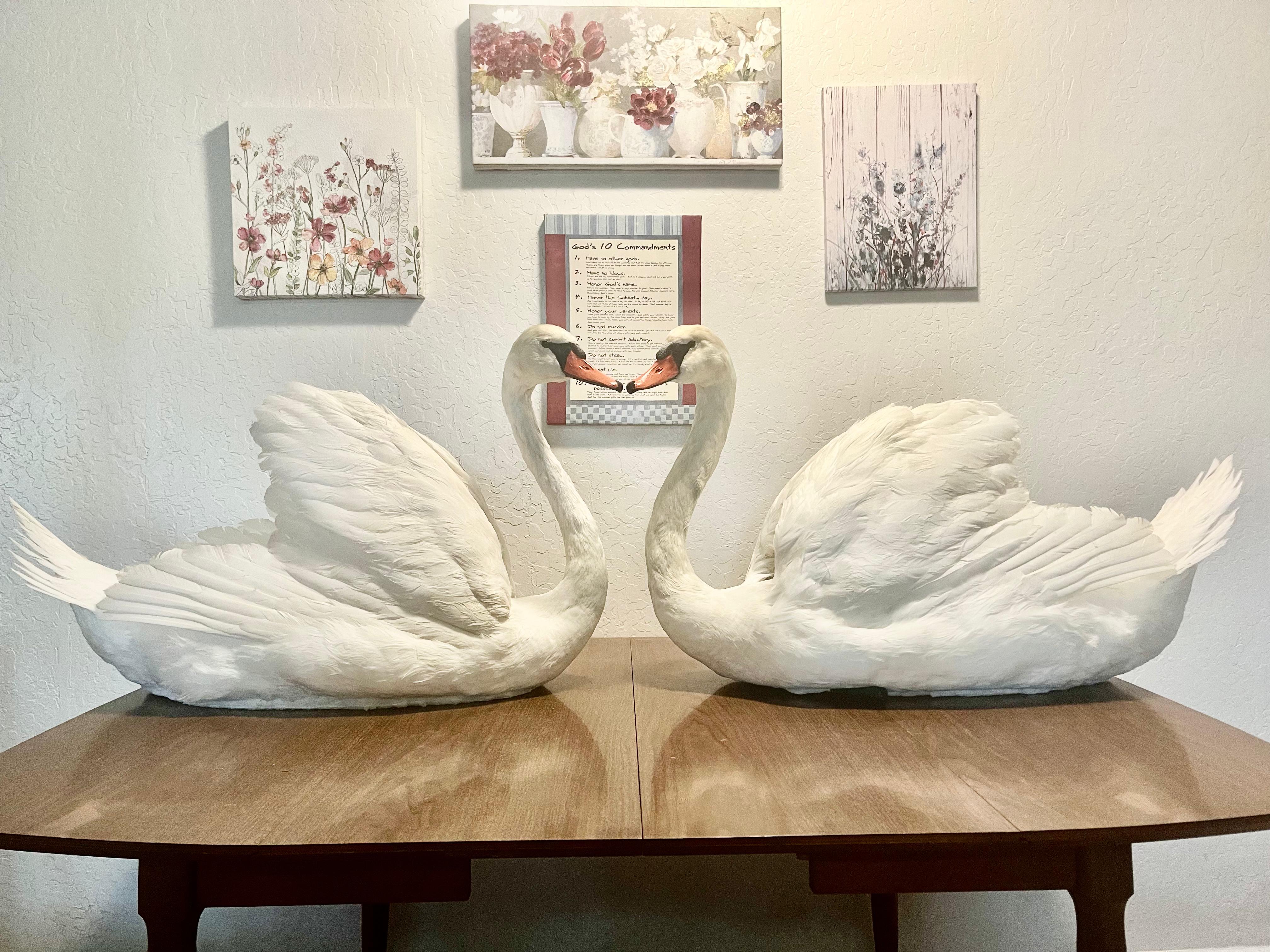 FHJOSWI - Mute Swan Pair Taxidermy – Museum Quality Display