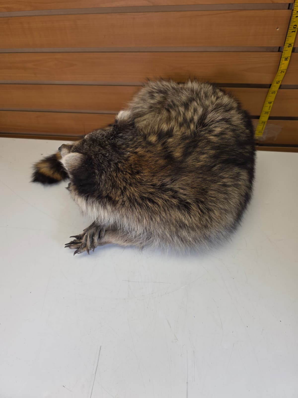Fhkmc14 - Raccoon Taxidermy – Lifelike Display