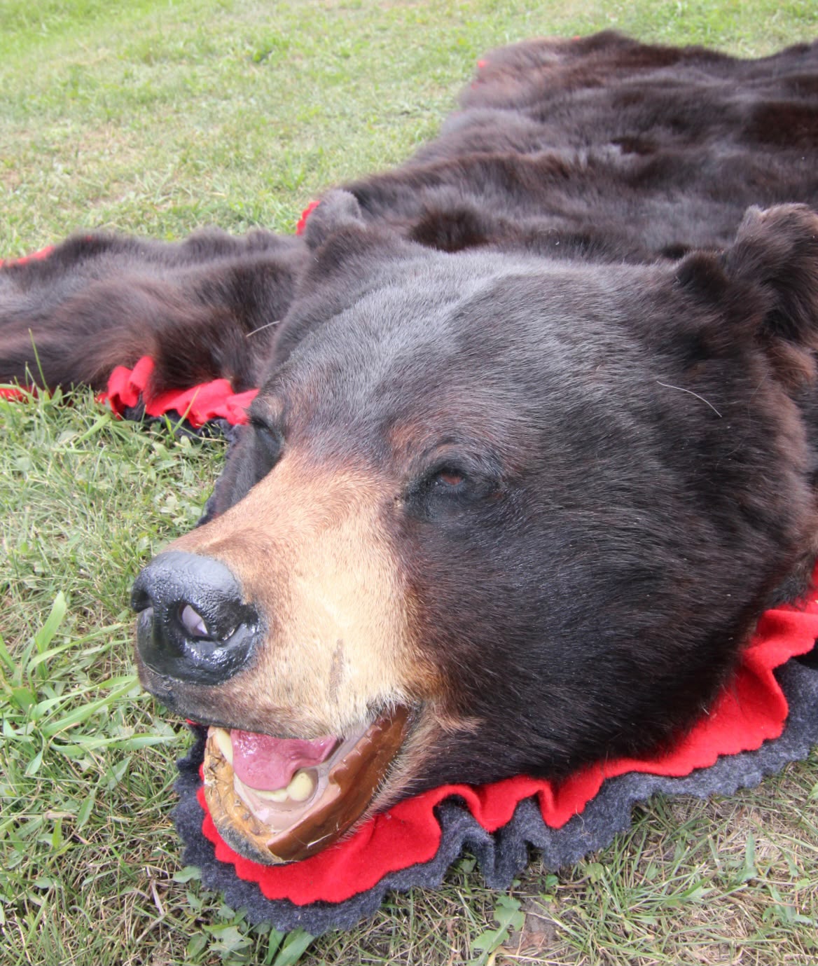 FHSP117 - Taxidermy American Black Bear Full Rug with Open Mouth Head