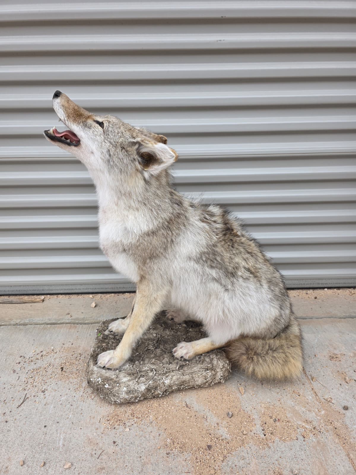 Fhcm76 - Howling Coyote Taxidermy –  Lifelike Display