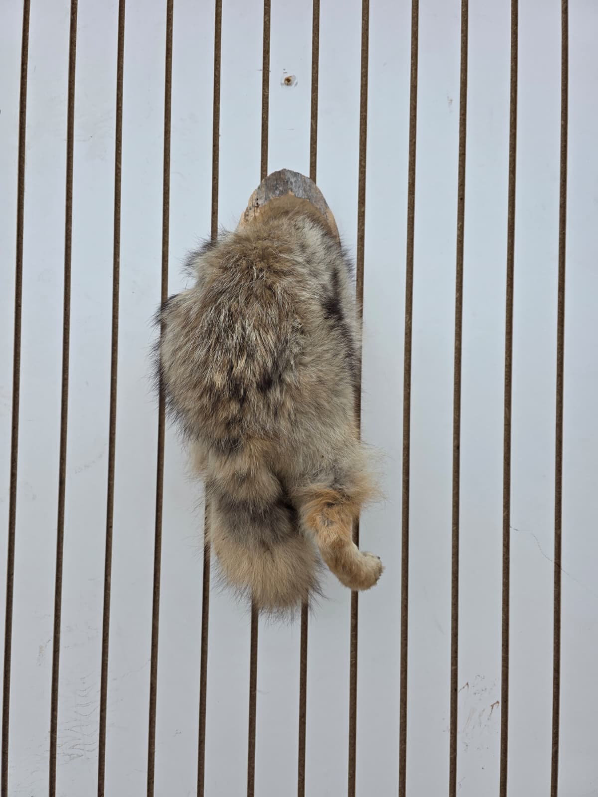 Fhcm79 - Coyote Back Half Taxidermy –Display