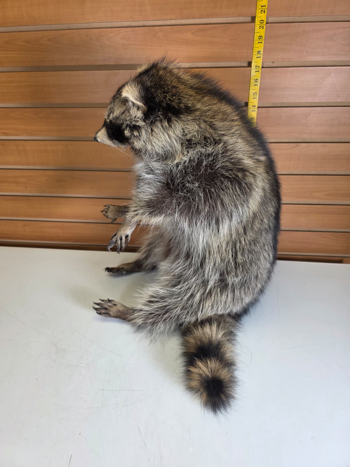 Fhkmc6 - Jumbo Raccoon Taxidermy – 18” Lifelike Display