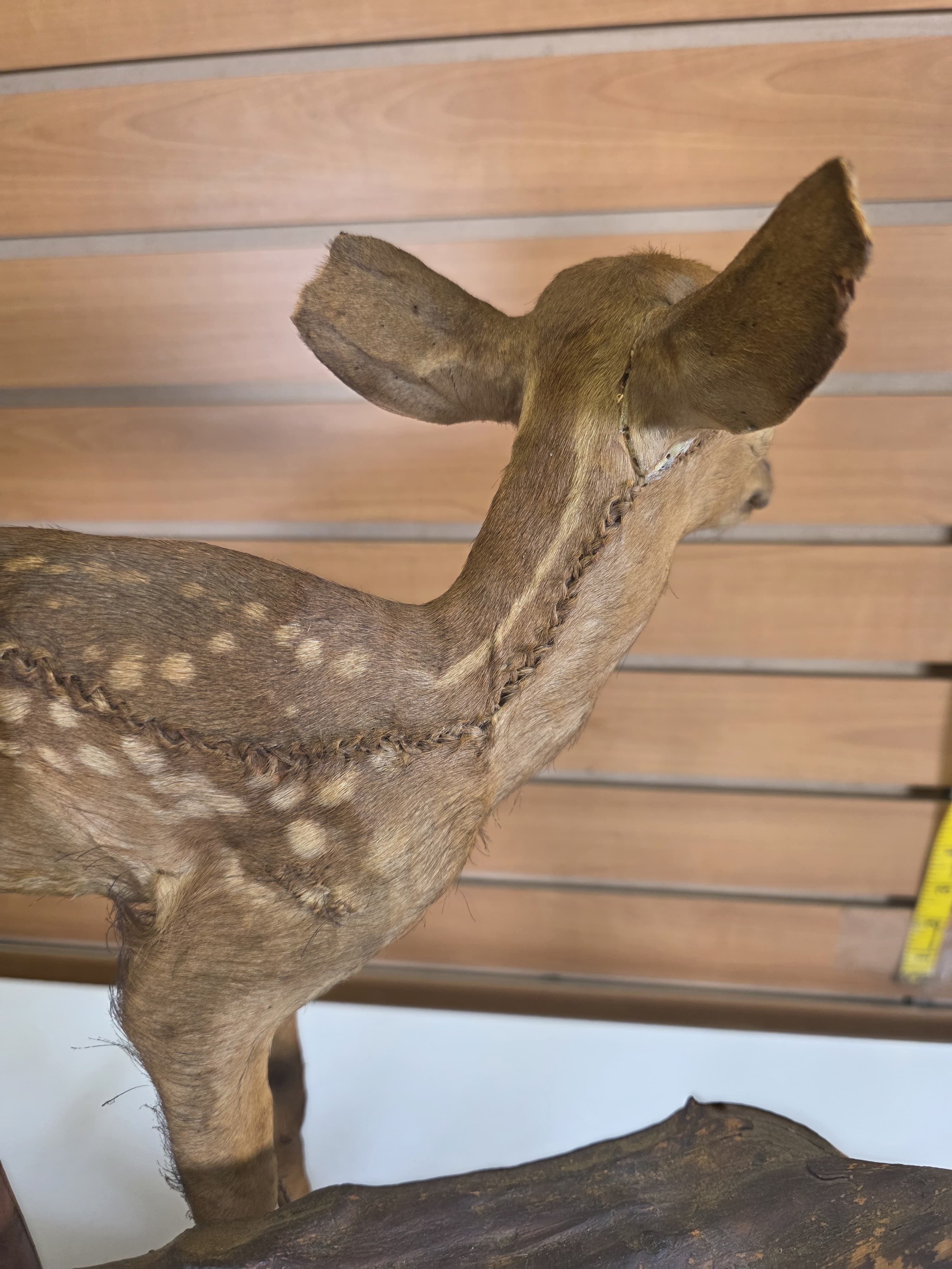 Fhdr203 - Vintage Fawn Deer Taxidermy Mount – Ear & Tail Damage