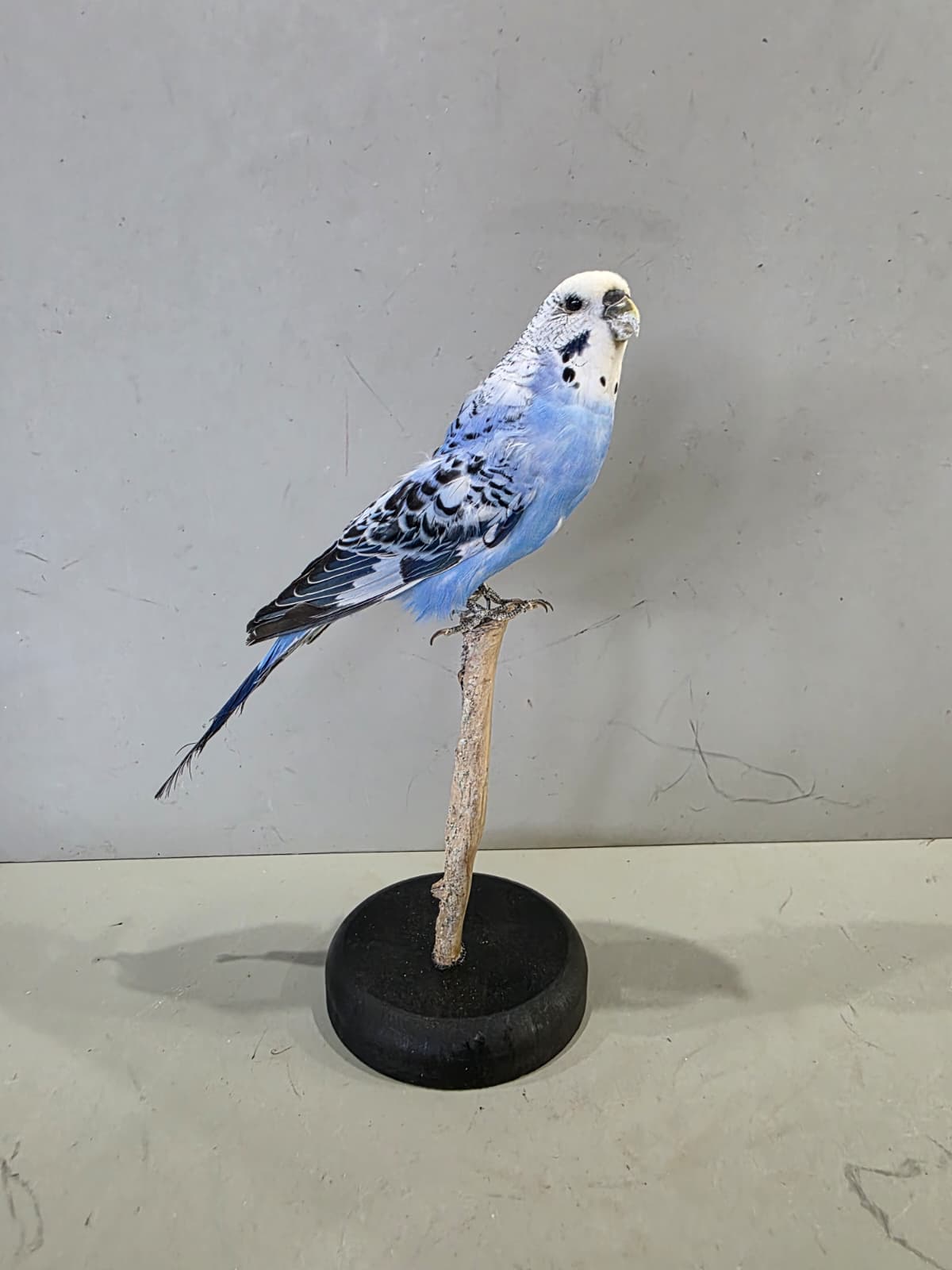 Fhcm90 - Blue Budgie Parakeet Taxidermy –Lifelike Display
